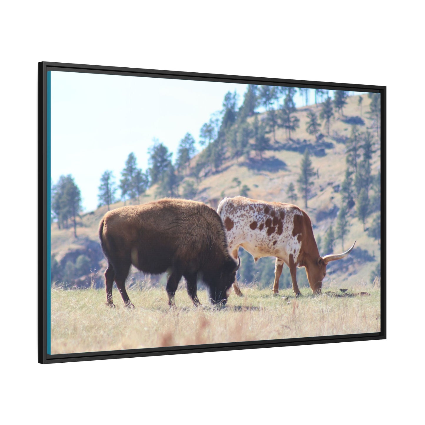 Long Horn and Buffalo Framed Canvas