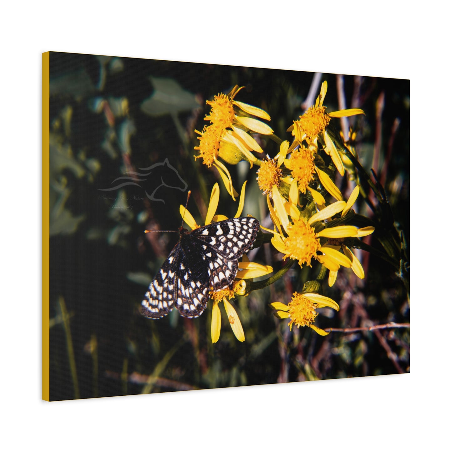 Butterfly Bloom Canvas