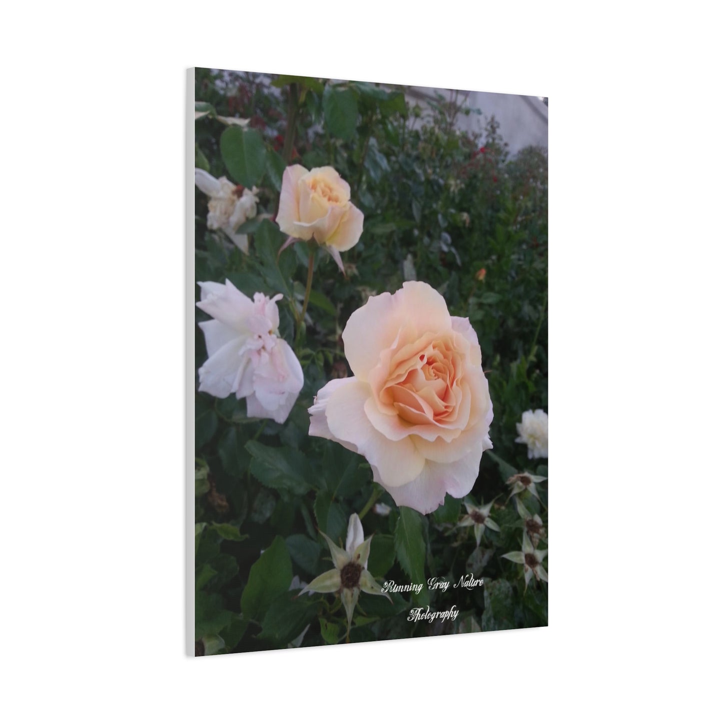 White Roses Matte Canvas, Stretched, 1.25"