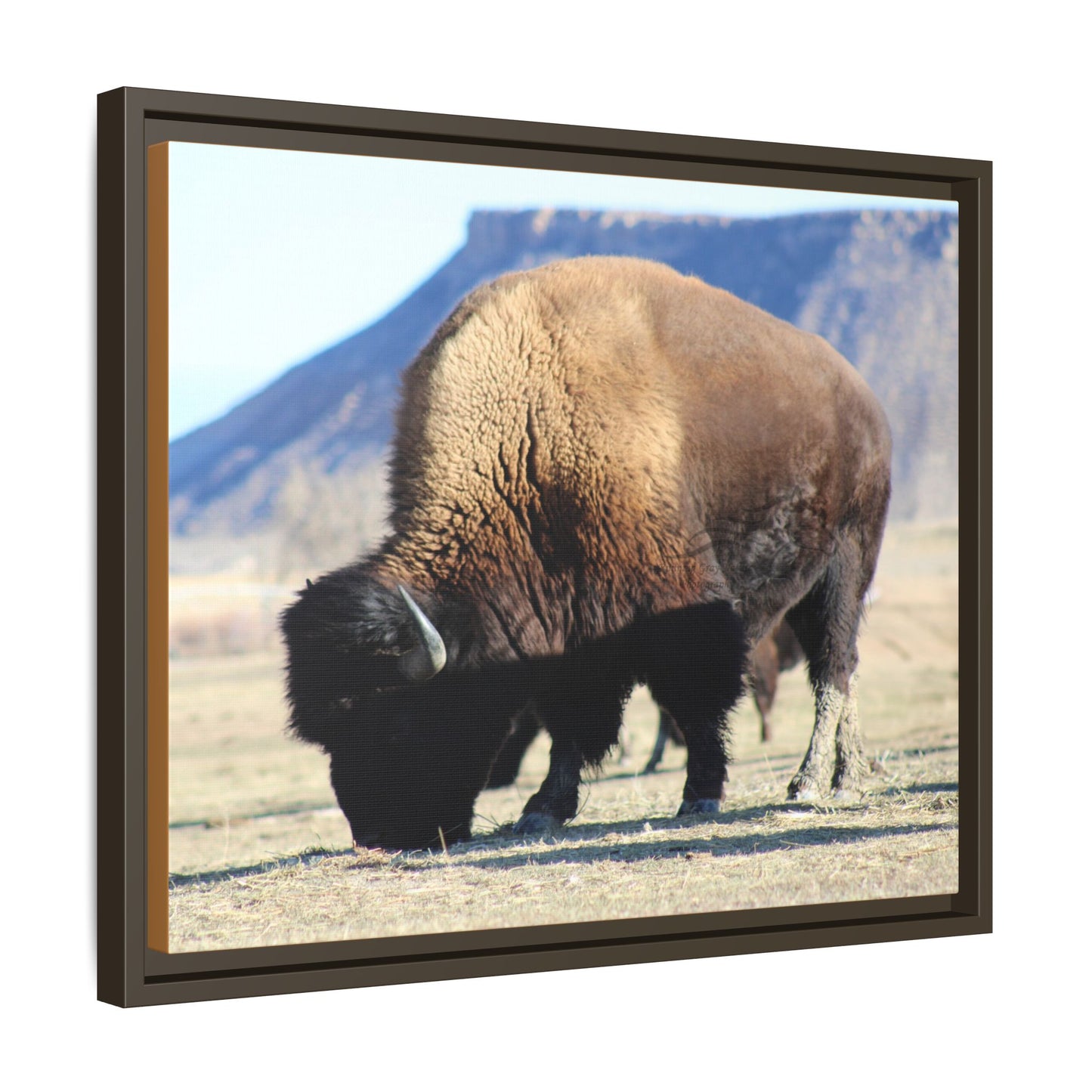 Big Daddy Buffalo Framed Canvas