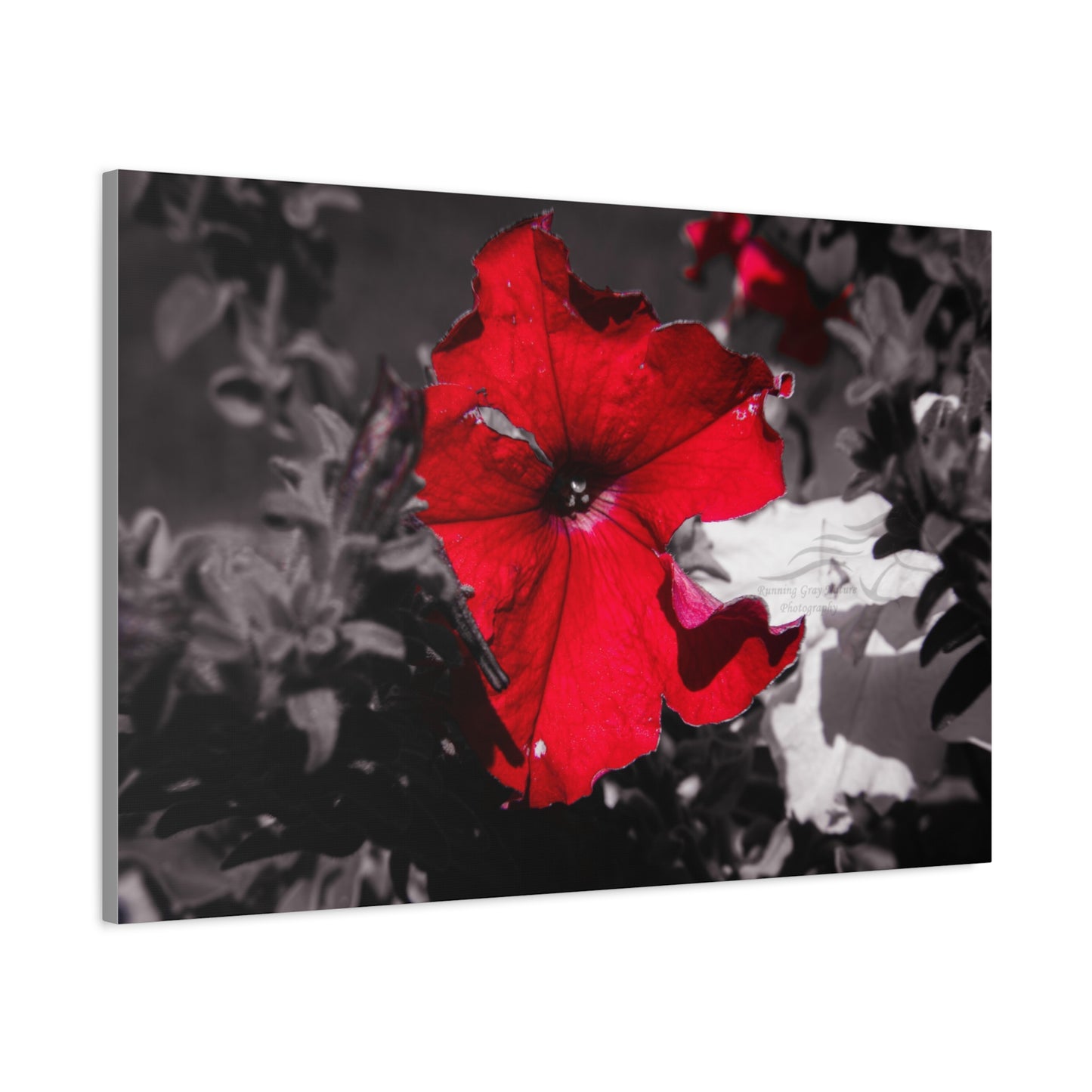 Black and Red Flower Canvas