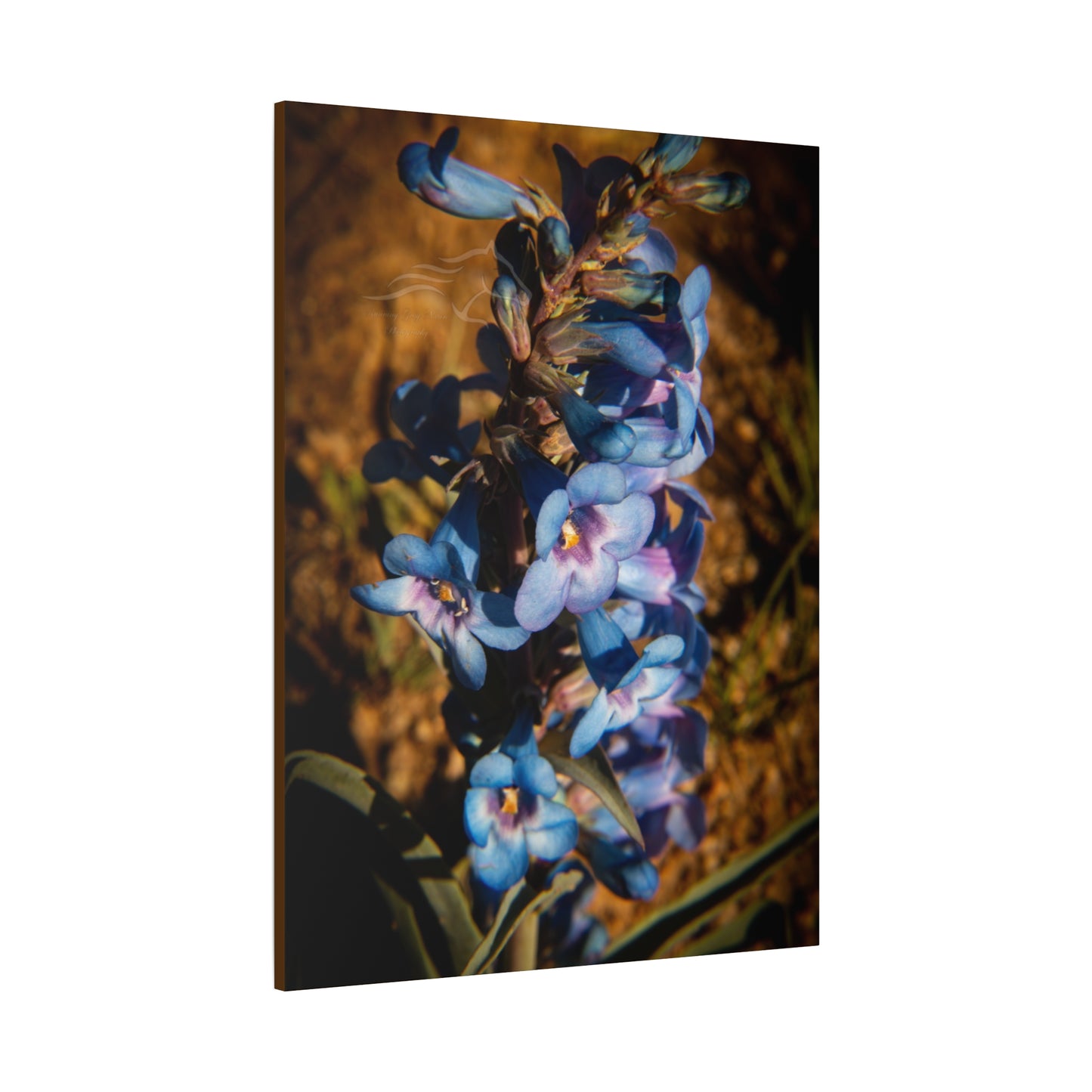 Showy Penstemon Canvas