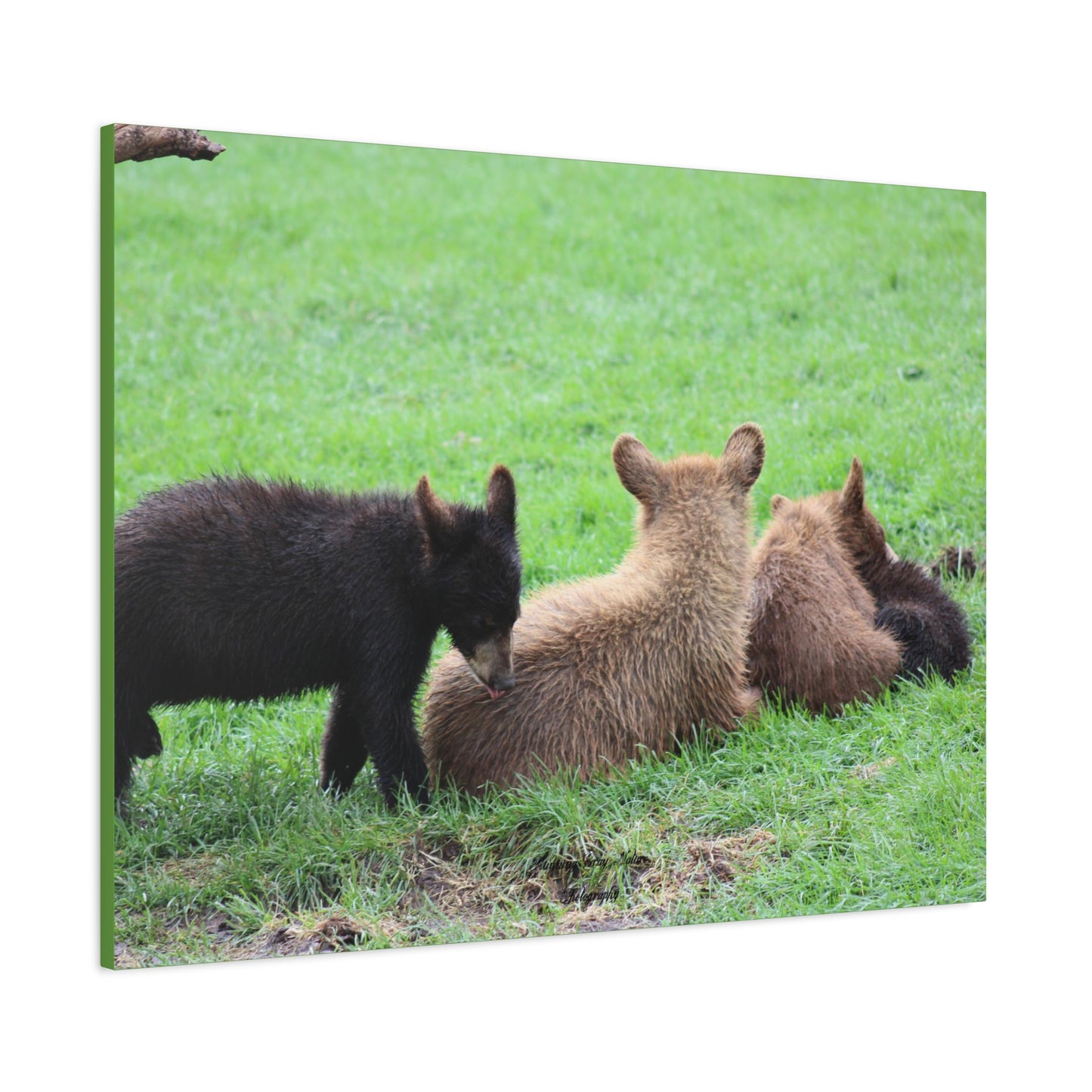 Four Cub Pile Up Matte Canvas, Stretched, 1.25"