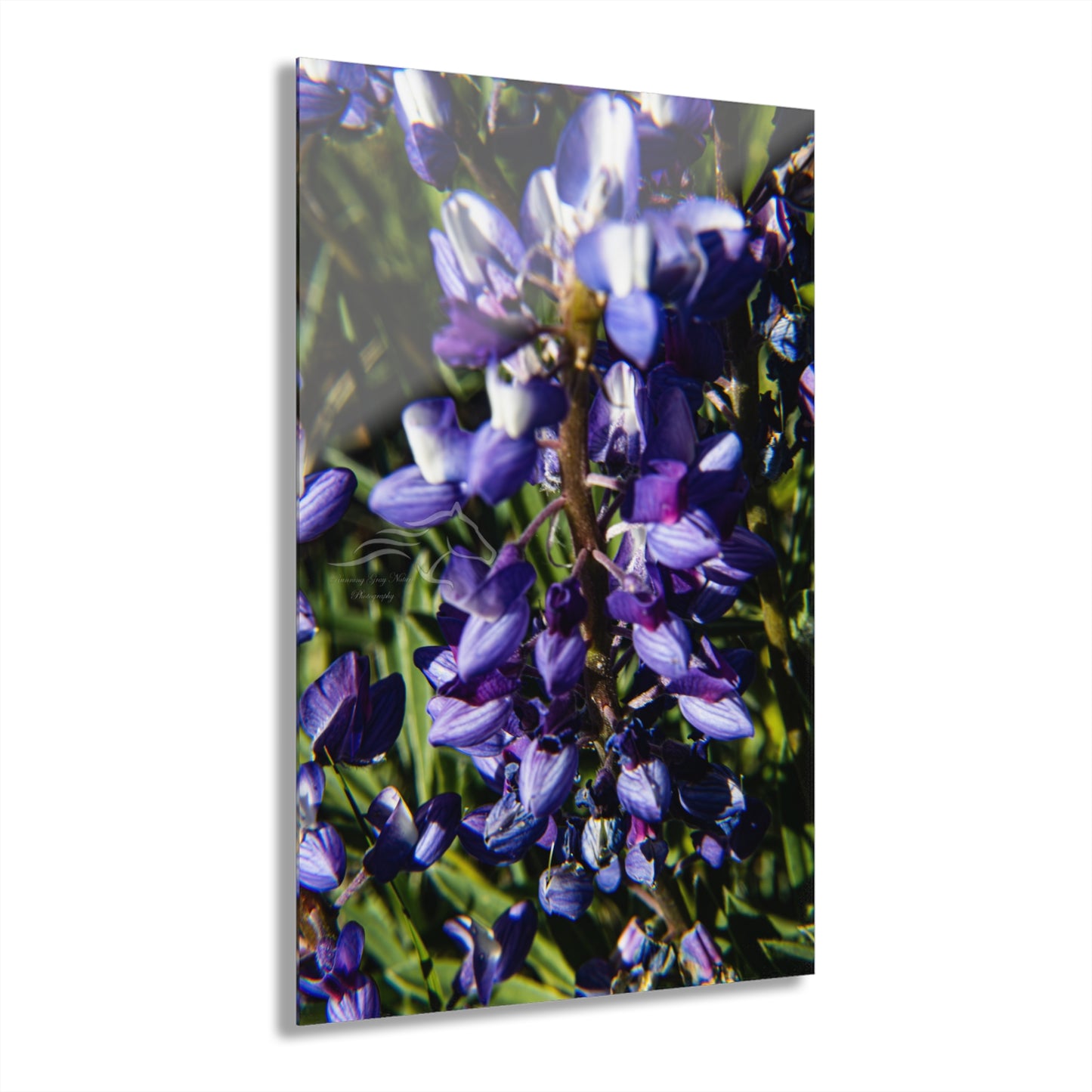 Arctic Lupine Acrylic