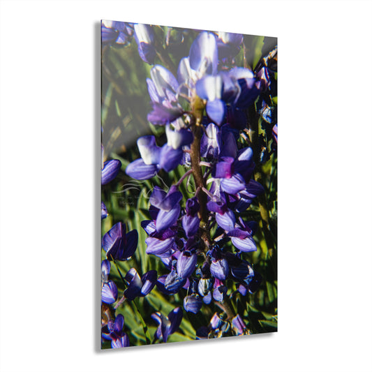 Arctic Lupine Acrylic