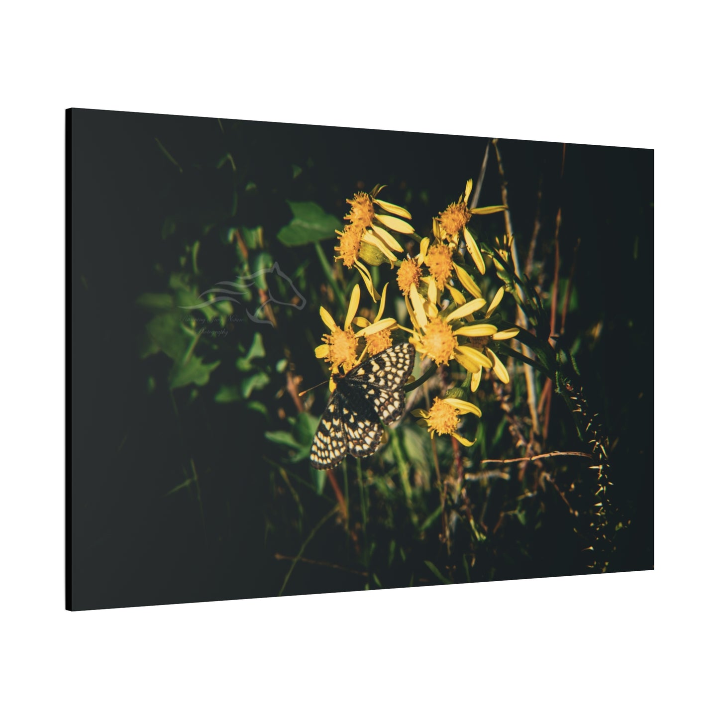 Checkerspot Butterfly Canvas