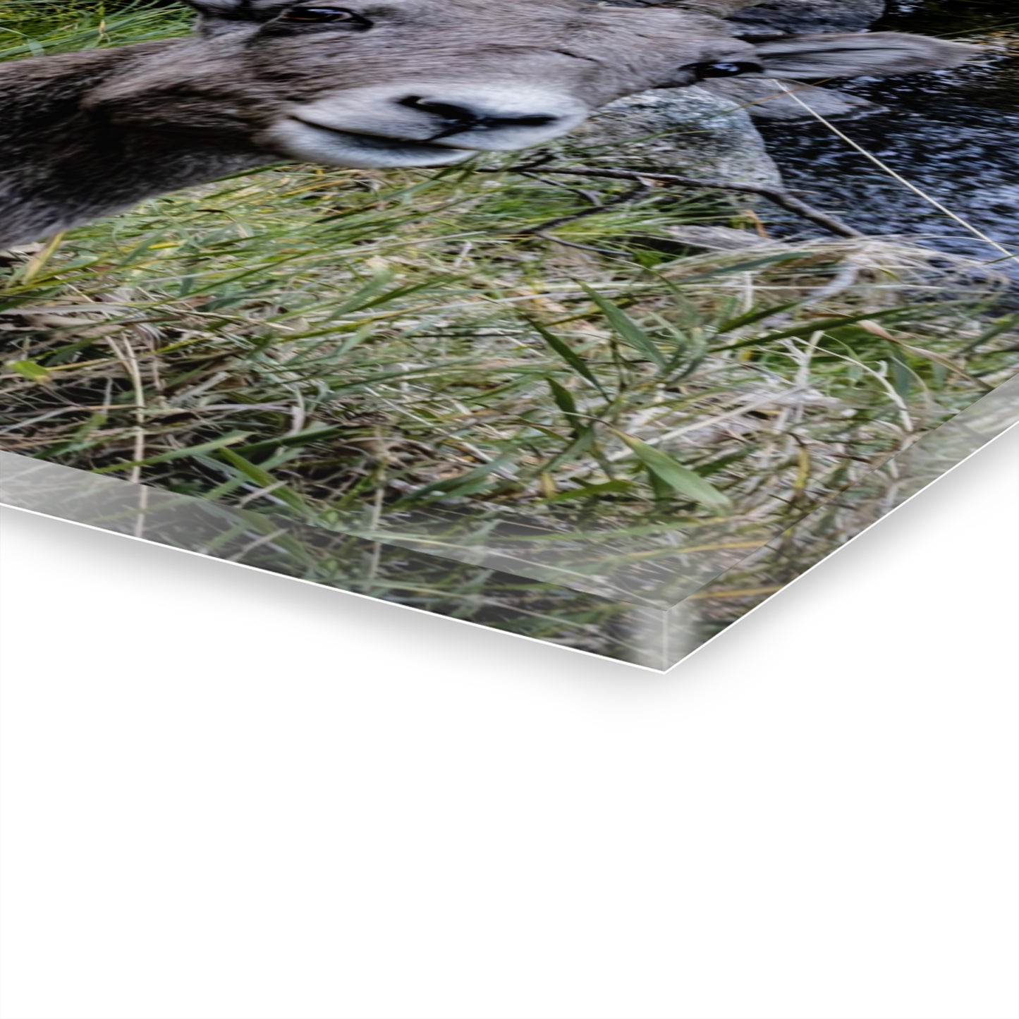 Big Horn Sheep Acrylic