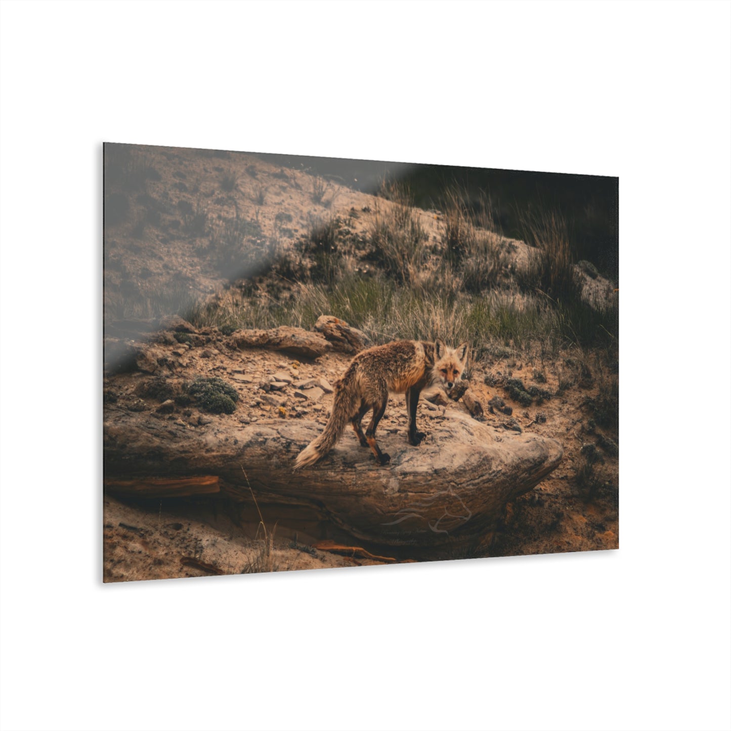 Rustic Fox Acrylic