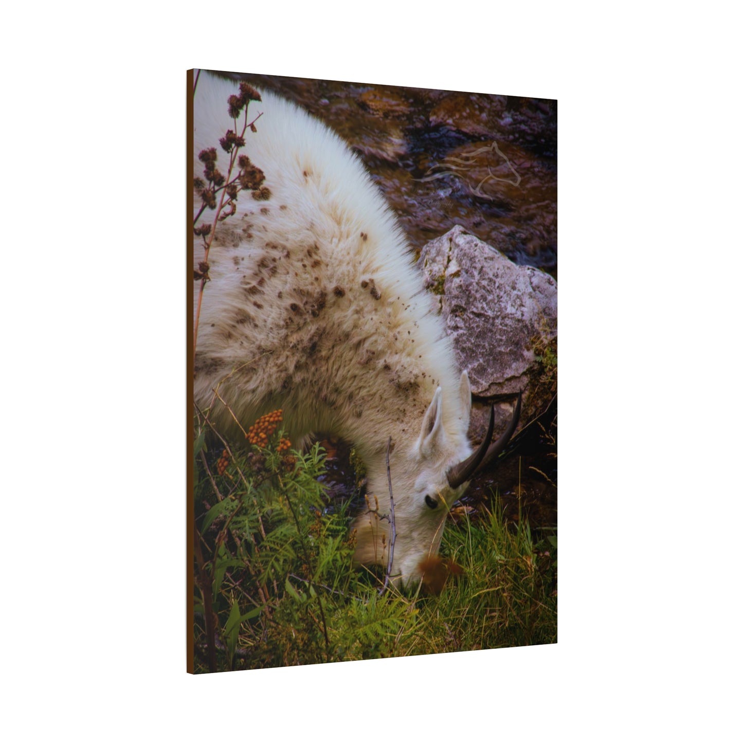 Mountain Goat Canvas