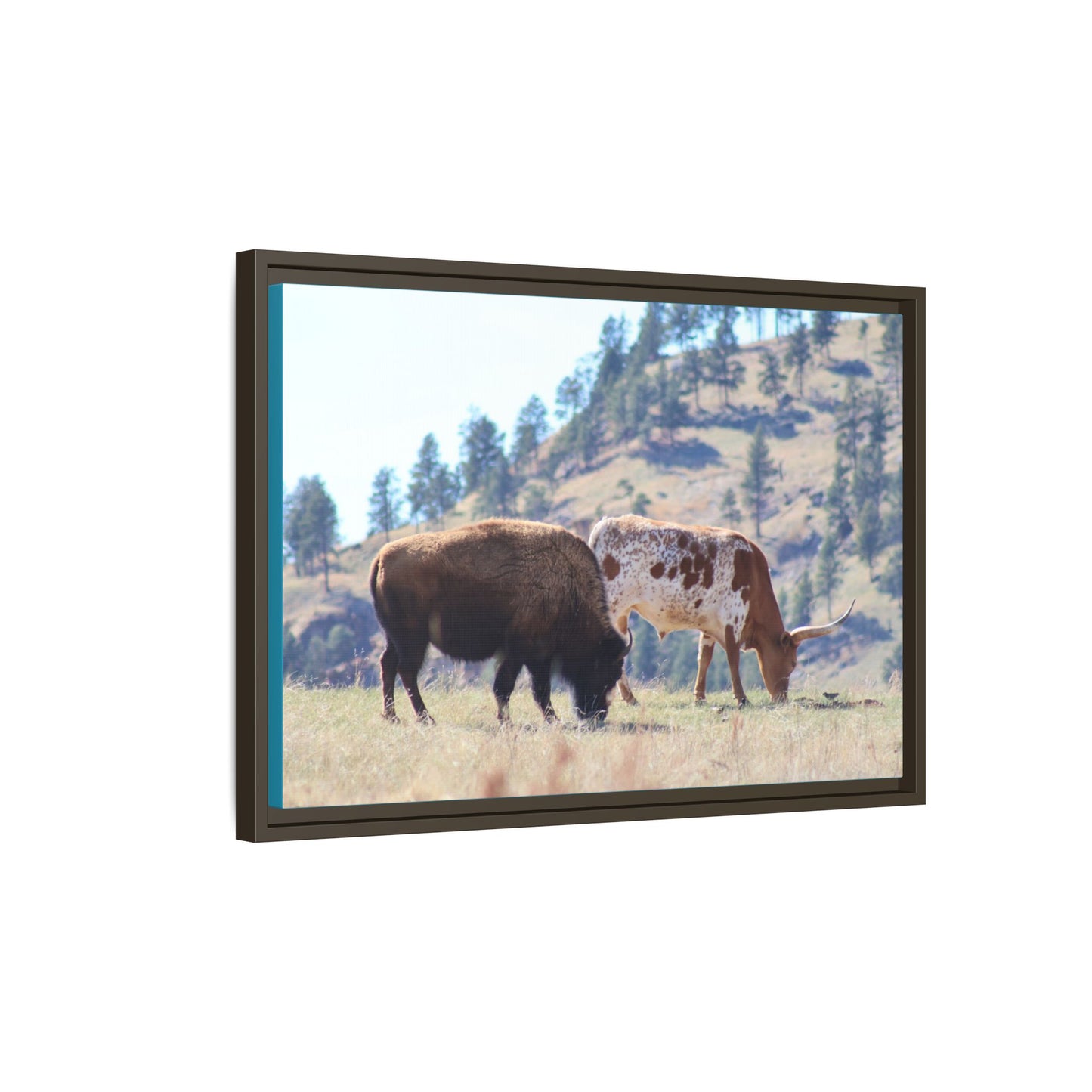 Long Horn and Buffalo Framed Canvas