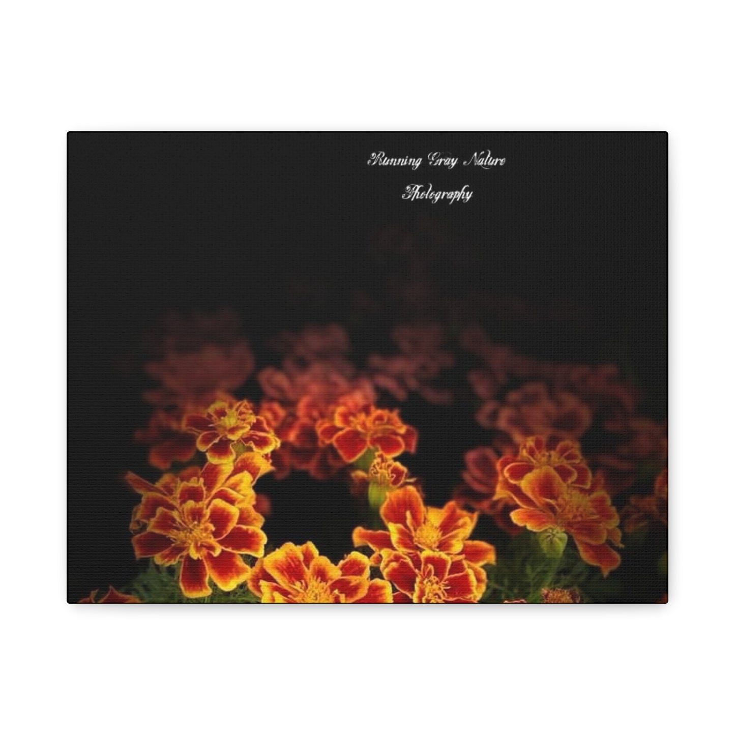 French Marigold Matte Canvas, Stretched, 1.25"