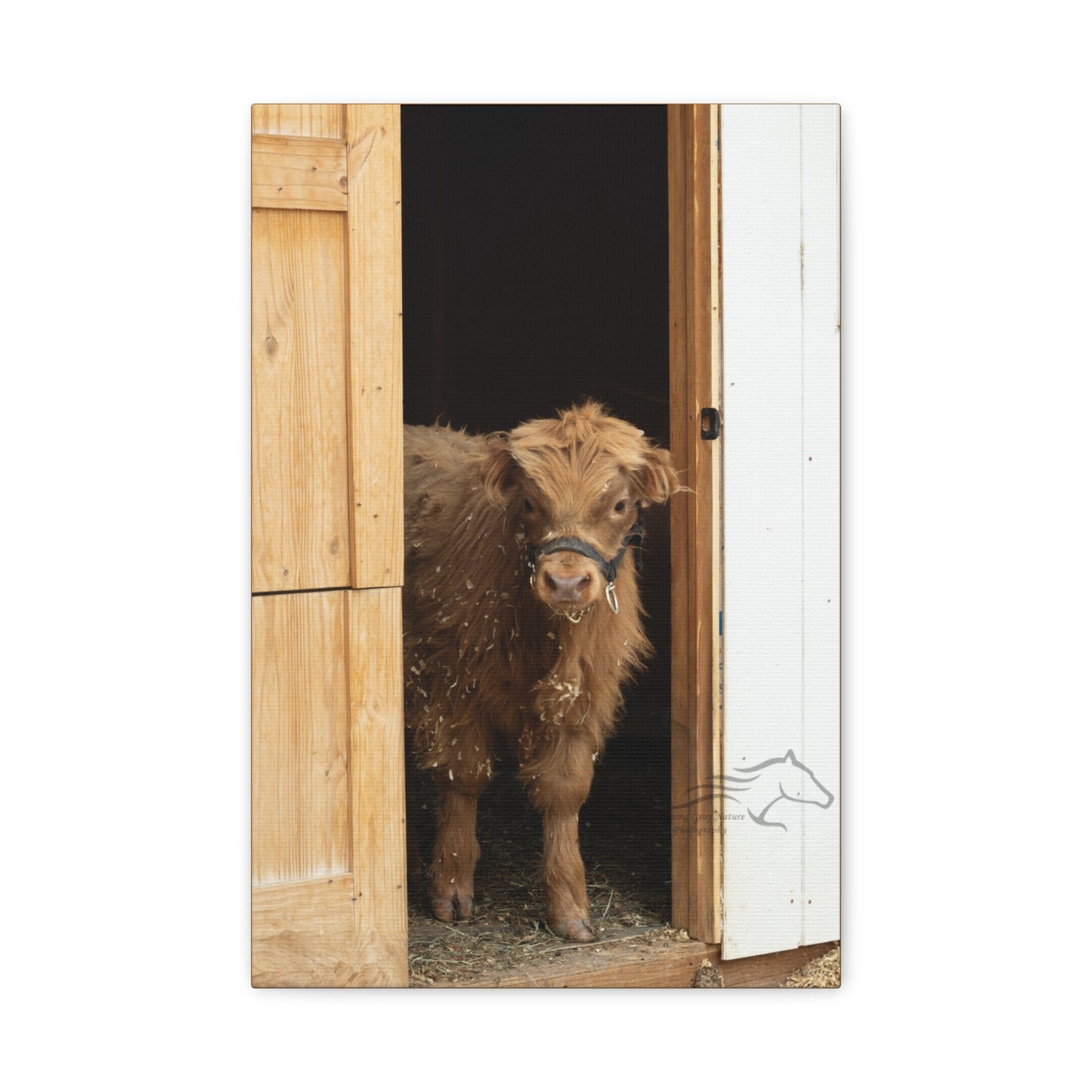 Little Highlander Canvas