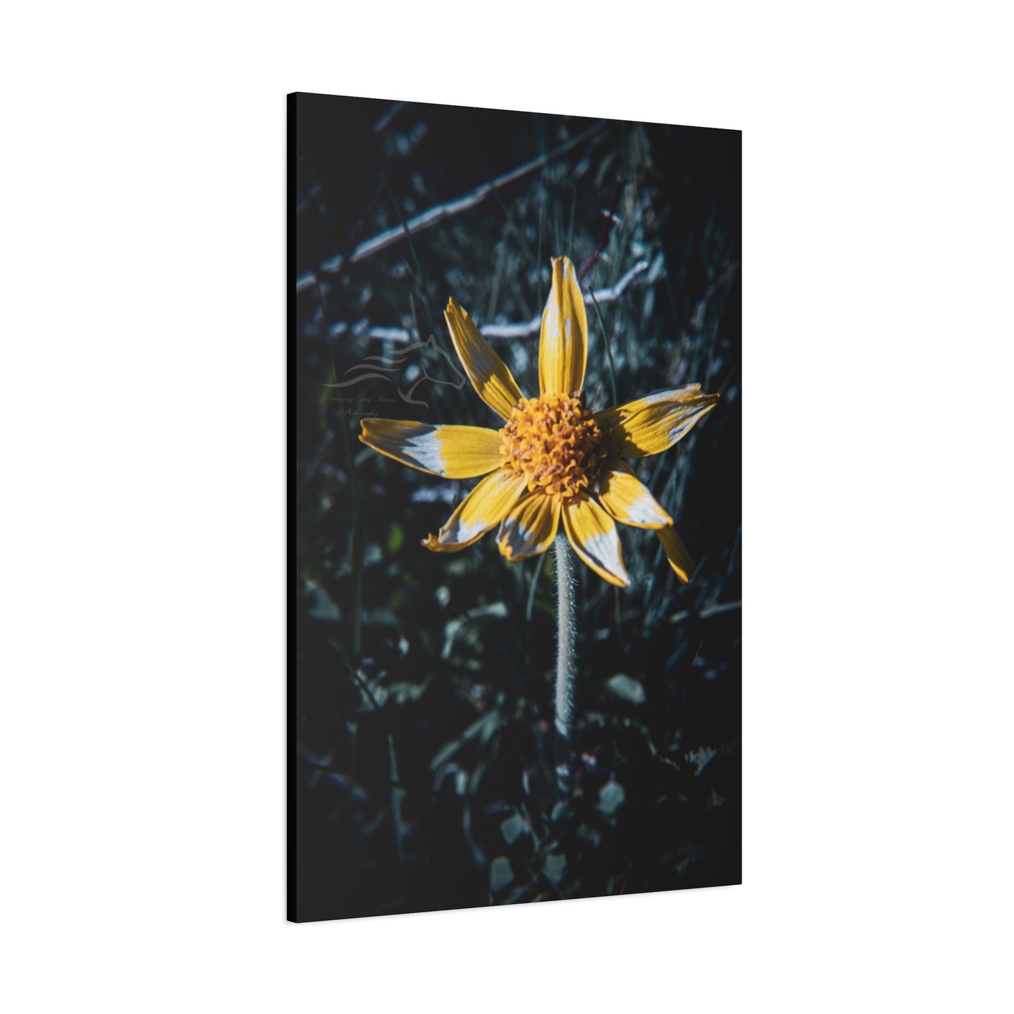 Parish's Goldeneye Canvas