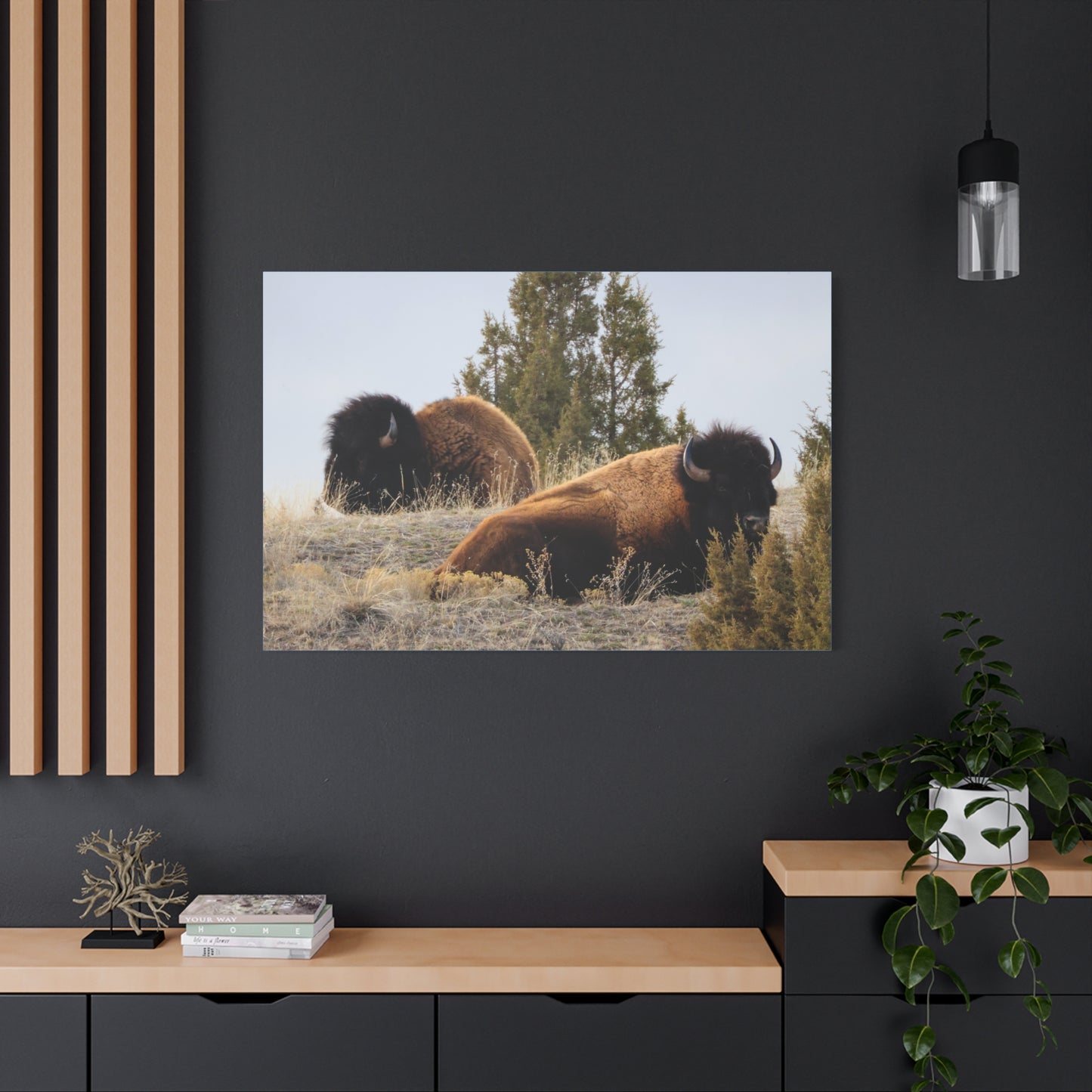 Two Bull Buffalo Canvas