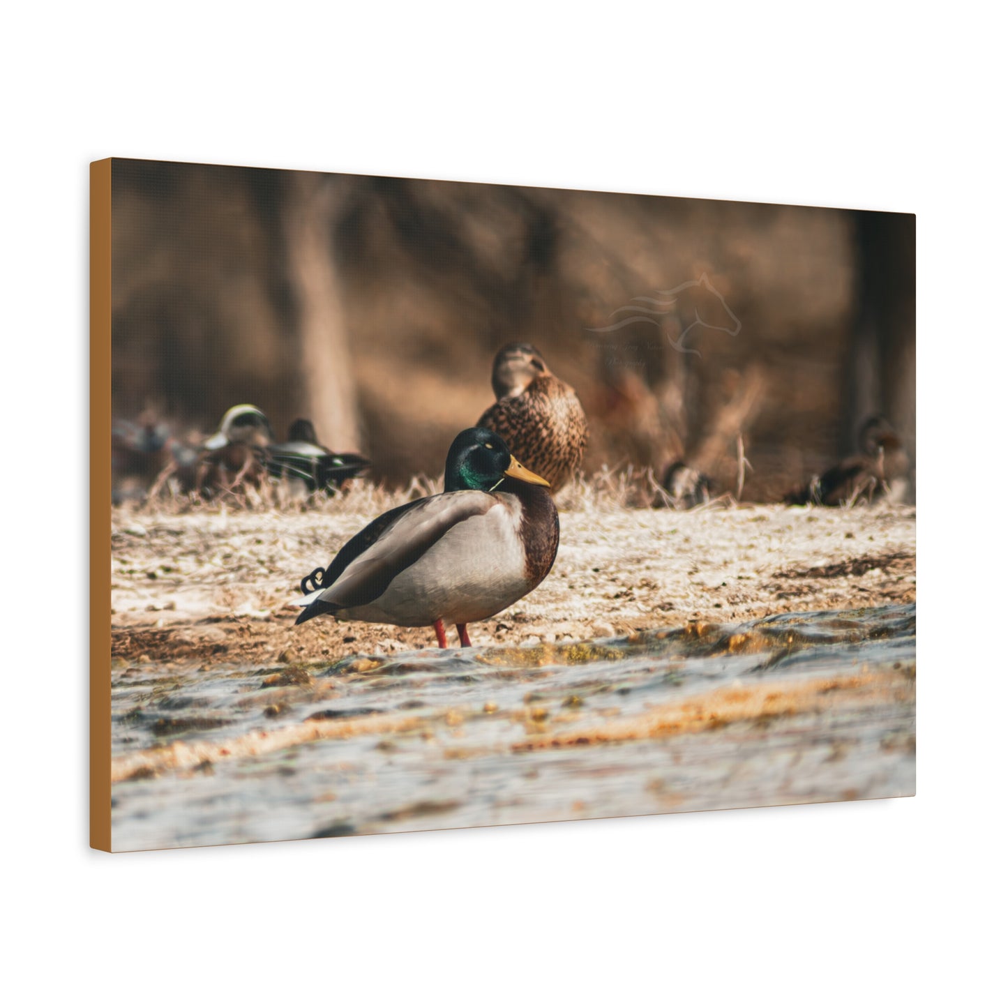 Nature-Inspired Duck Canvas
