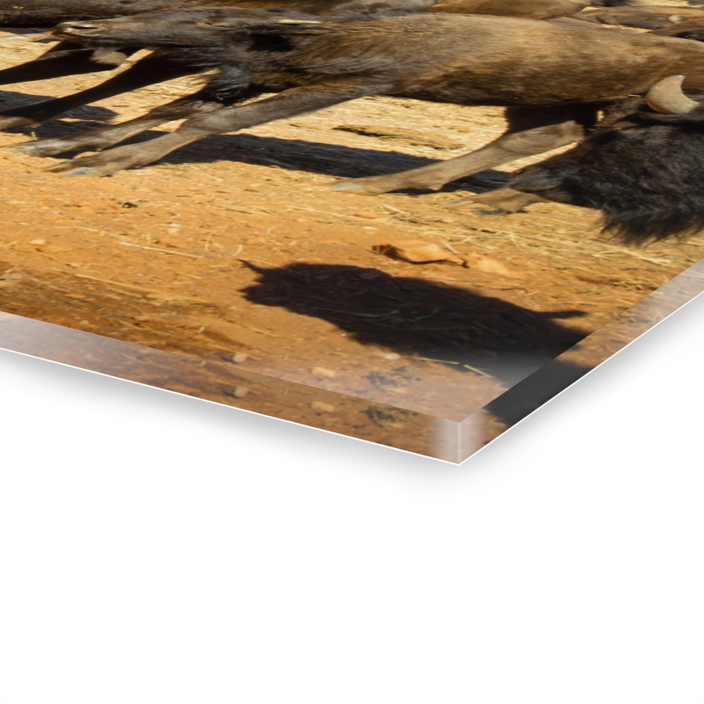 Momma and Baby Buffalo Acrylic