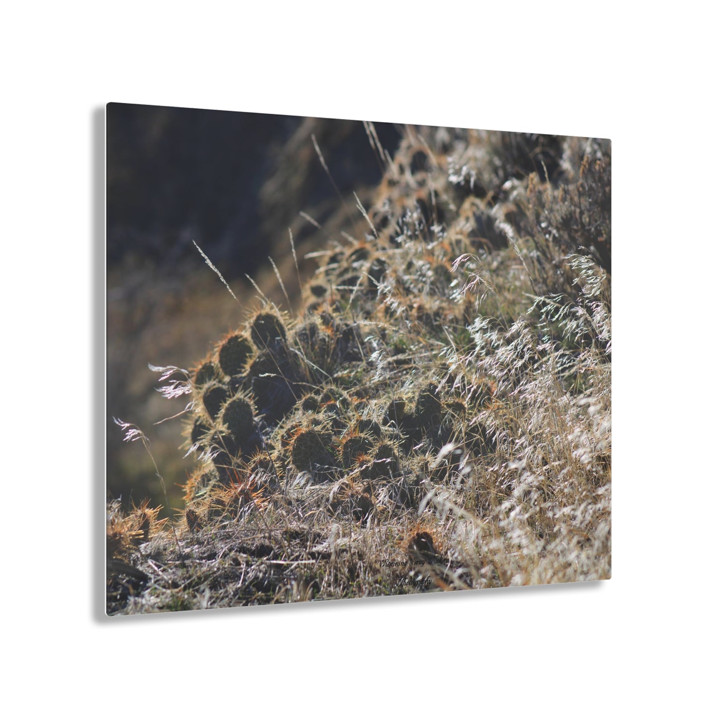 Cactus Acrylic Prints