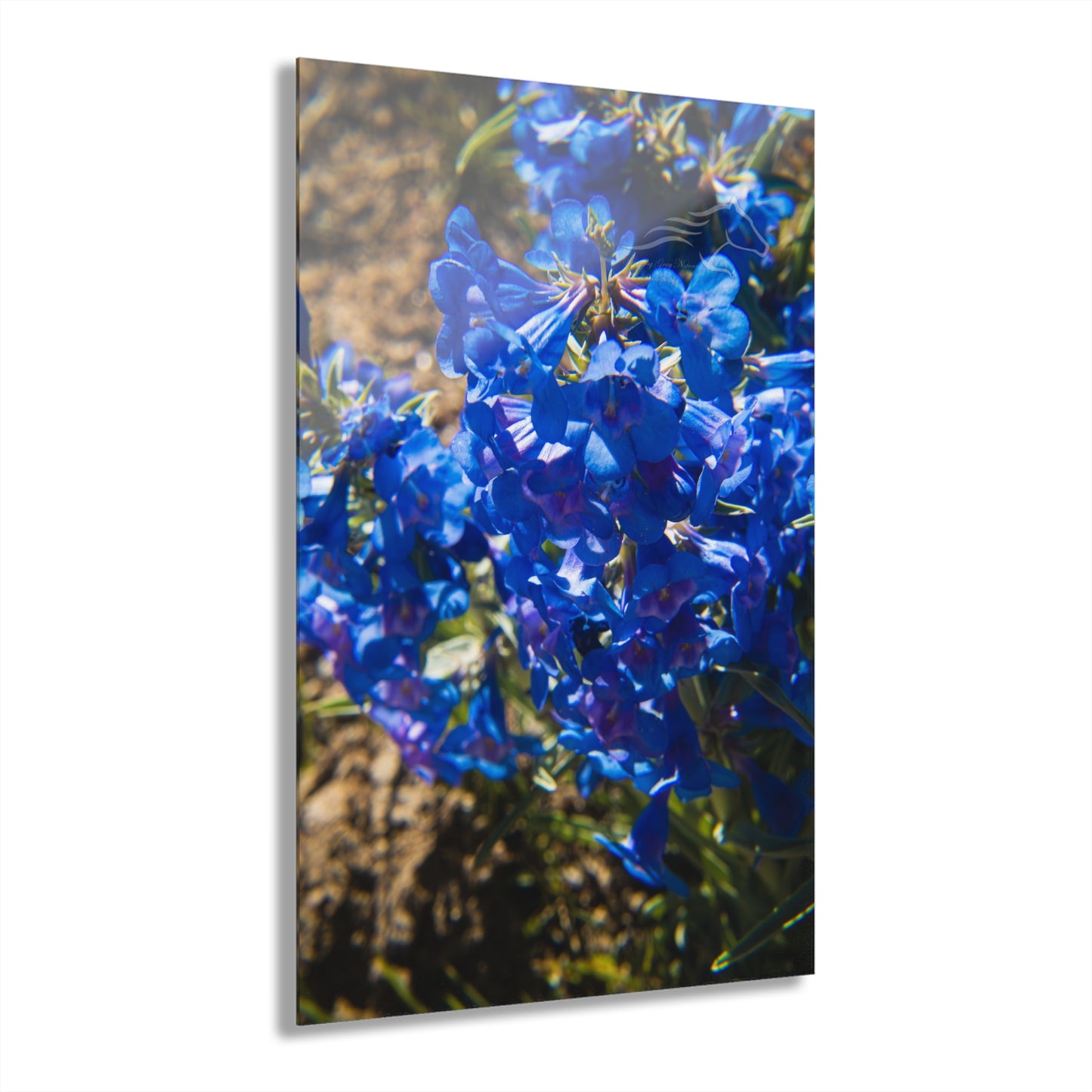 Rocky Mountain Beardtongue Acrylic