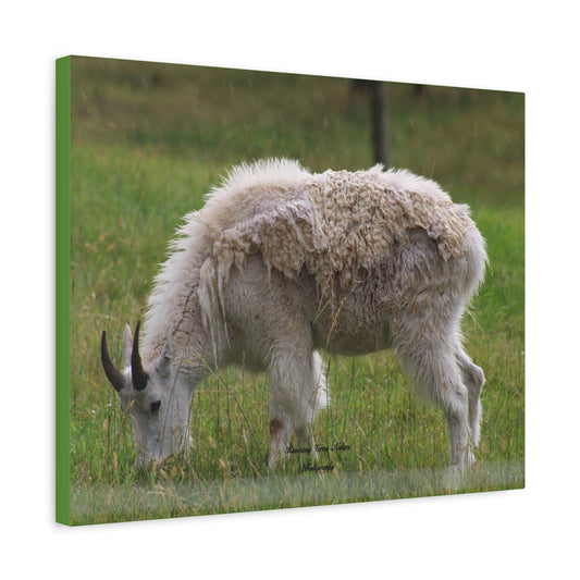 Mountain Goat Matte Canvas, Stretched, 1.25"