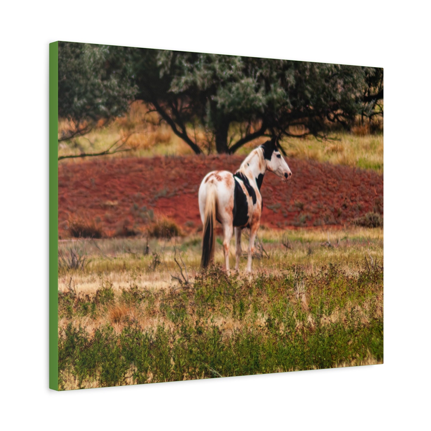 Painted Horse Canvas