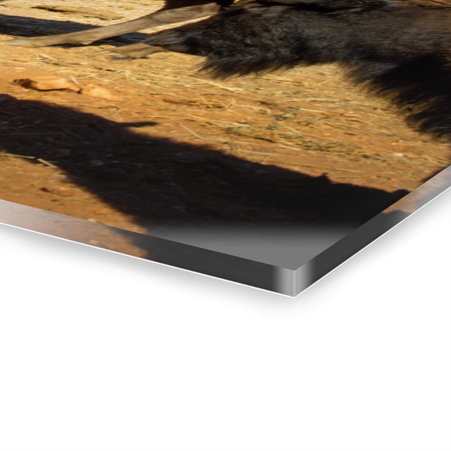 Momma and Baby Buffalo Acrylic