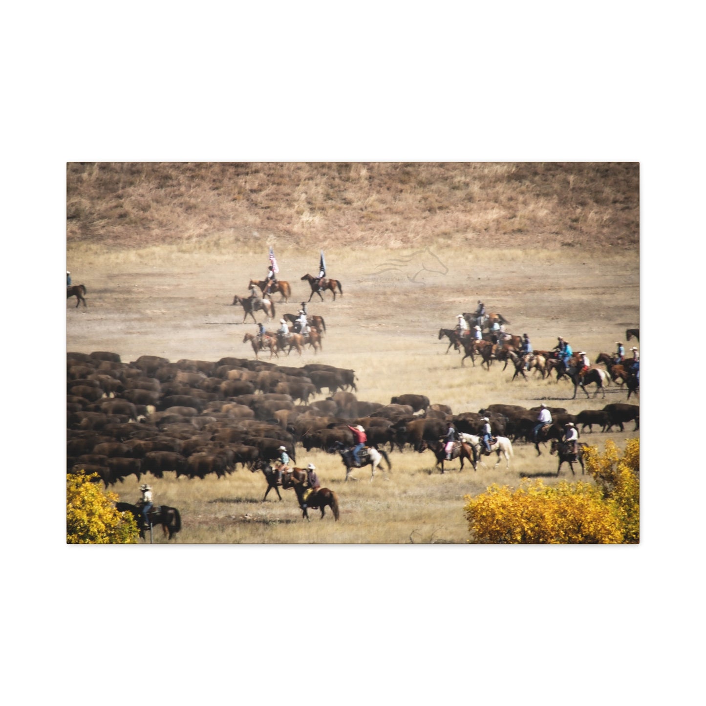Cowboys and Buffalos Canvas