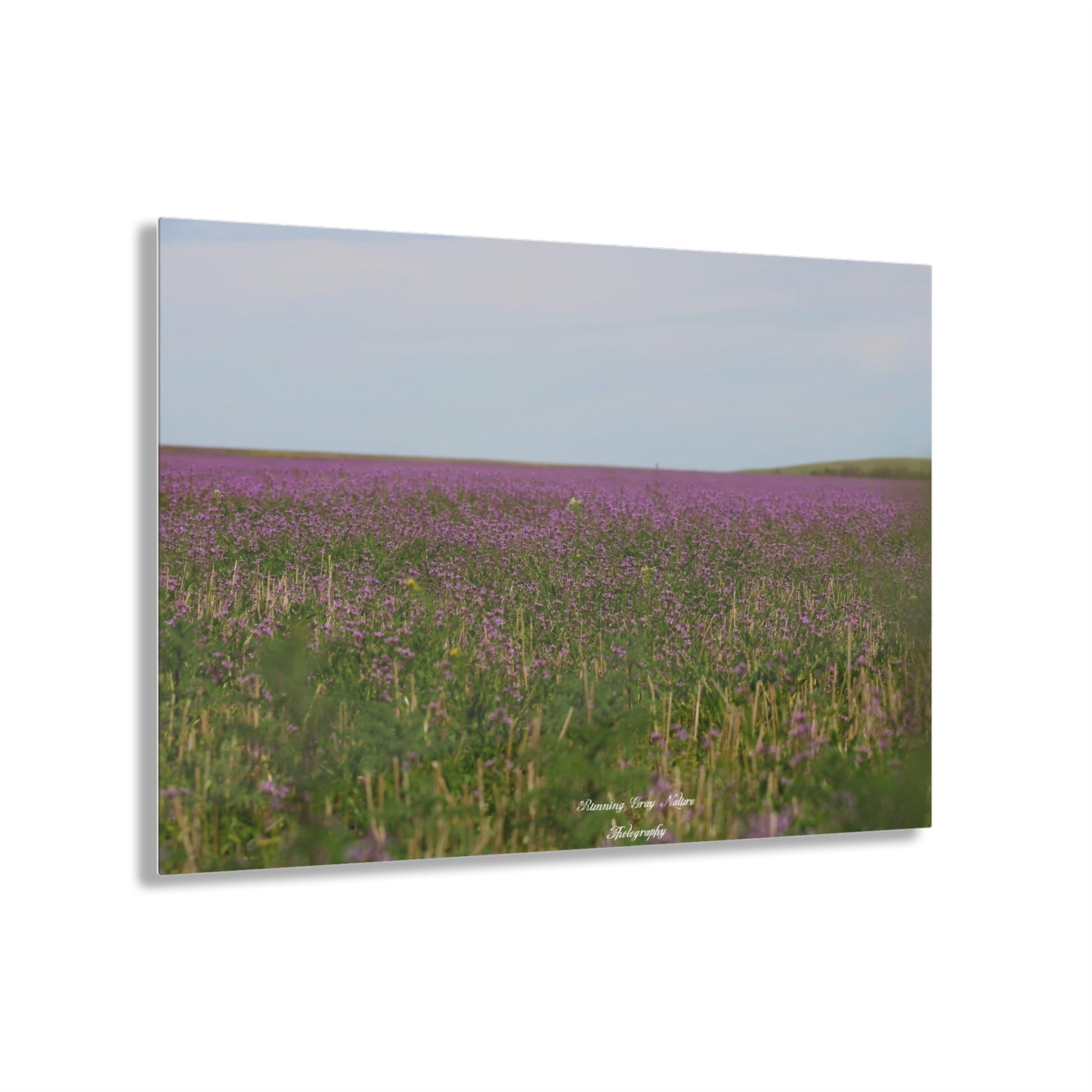 Purple Dead Nettle Field Acrylic Prints