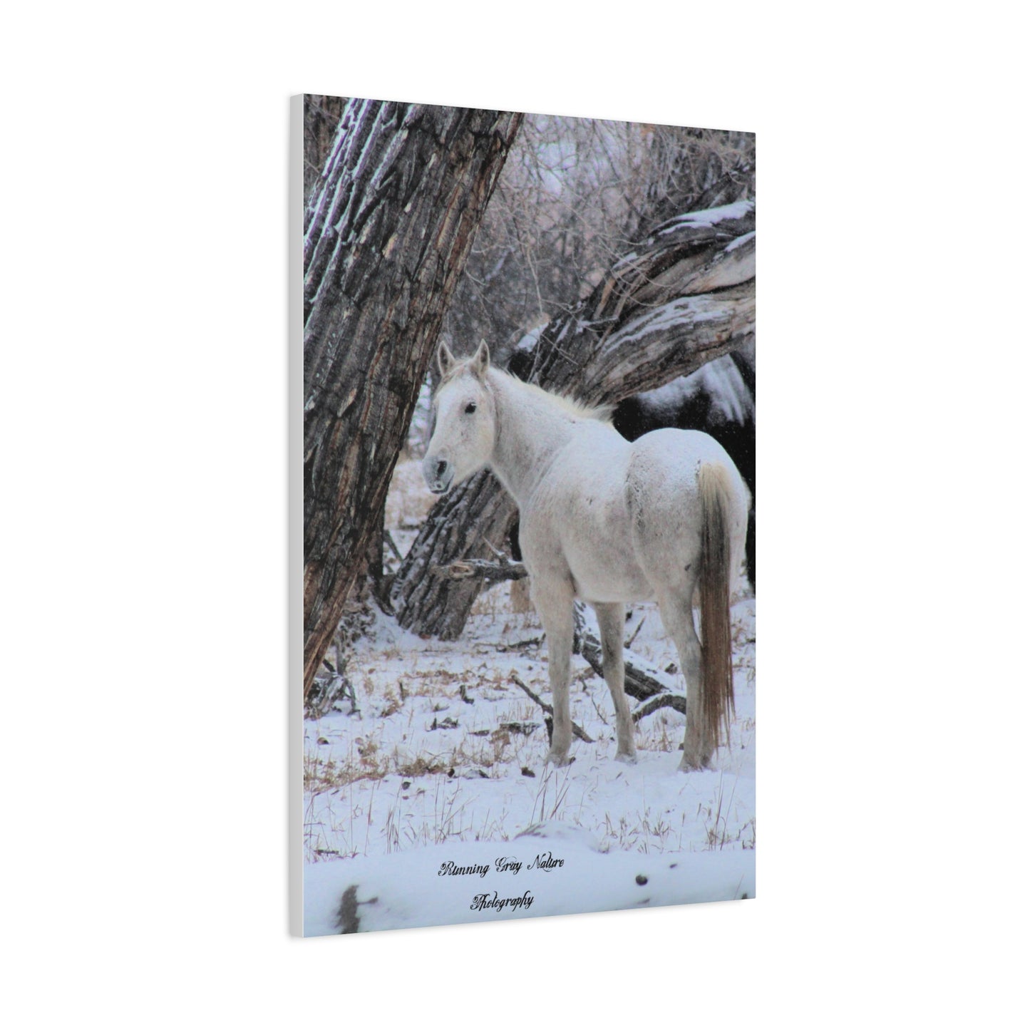 Winter White Horse Matte Canvas, Stretched, 1.25"