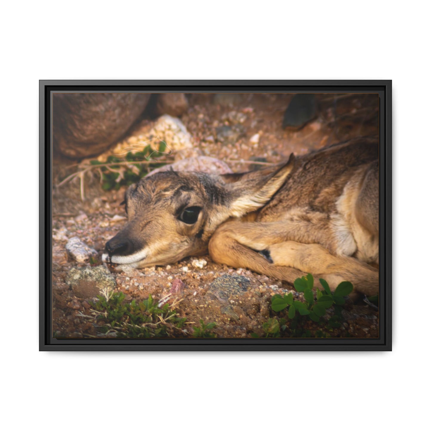 Baby Antelope Framed Canvas