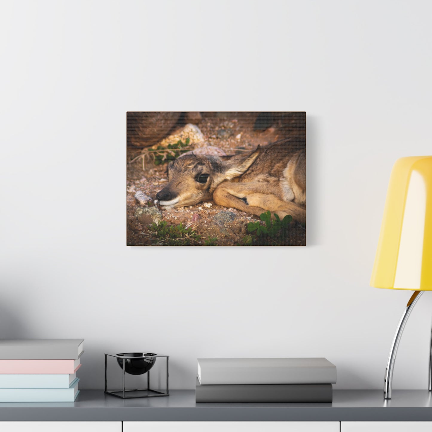 Baby Antelope Canvas