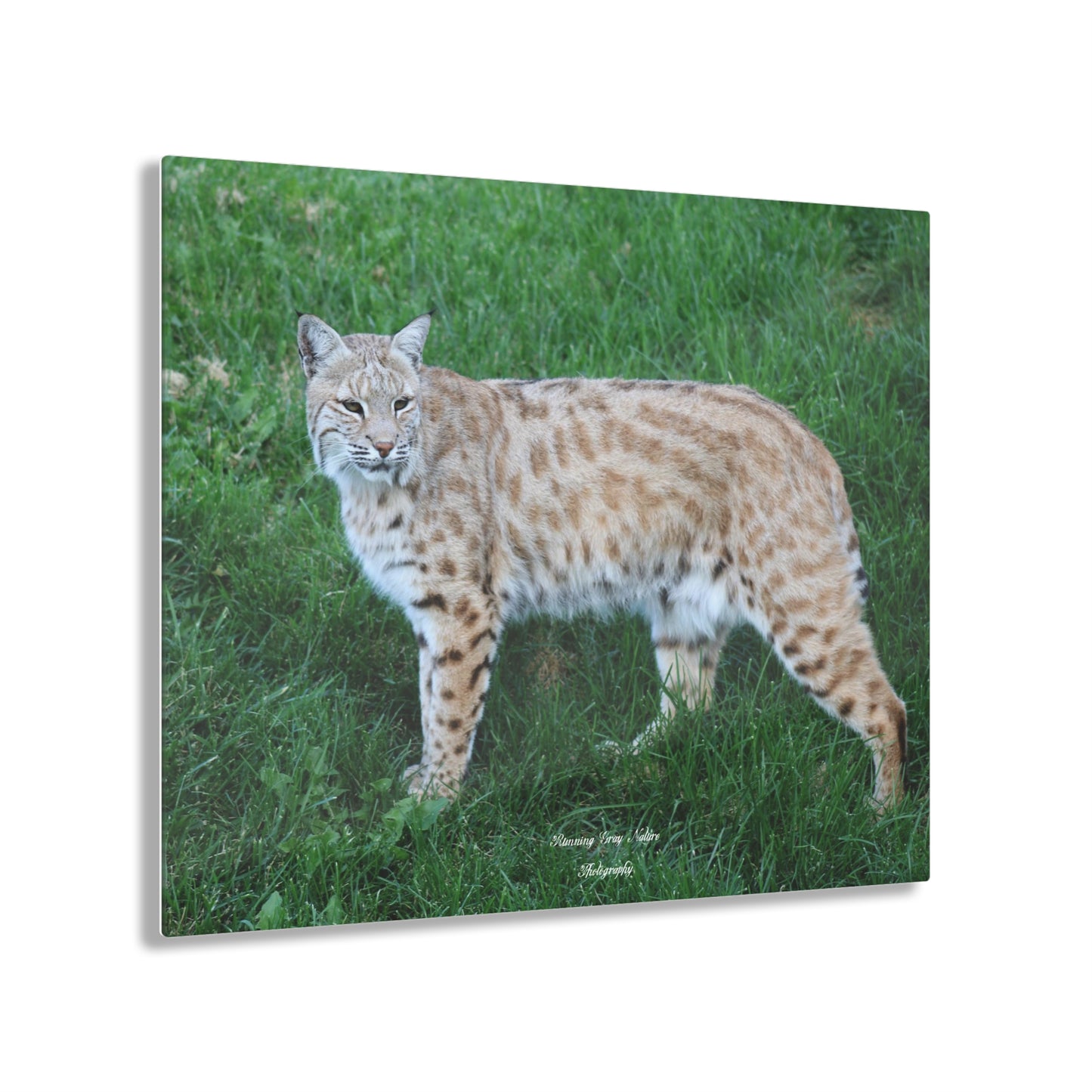 Bobcat Acrylic Prints