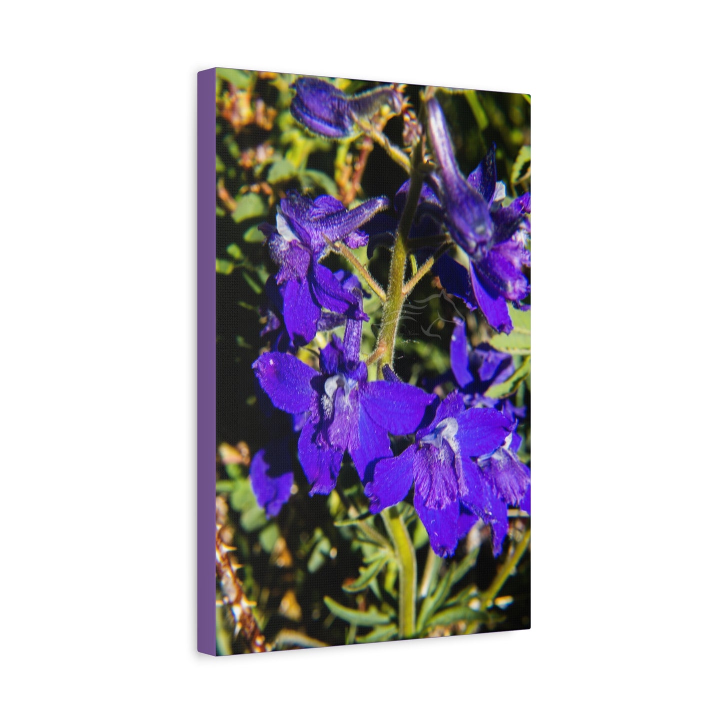 Royal Larkspar Canvas