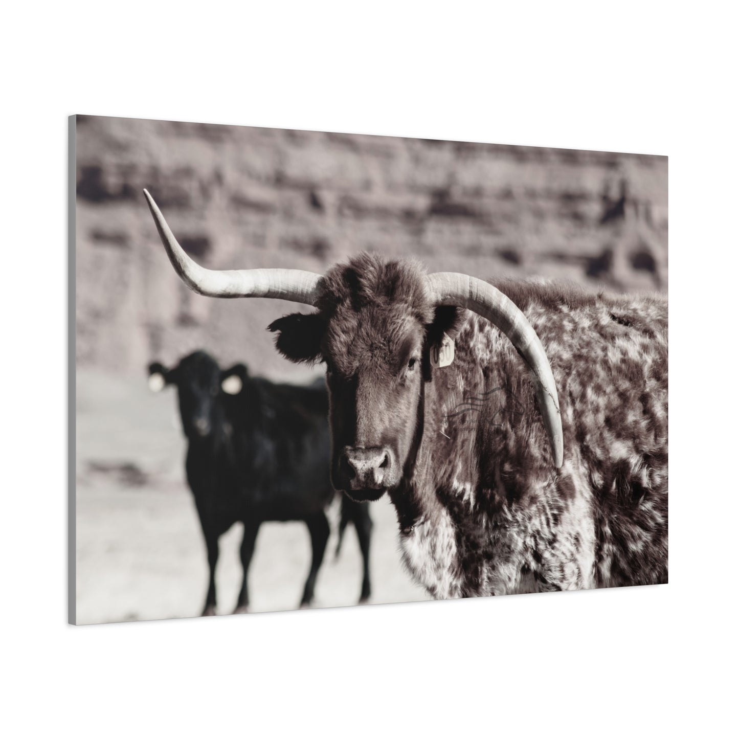 Rustic Longhorn Canvas