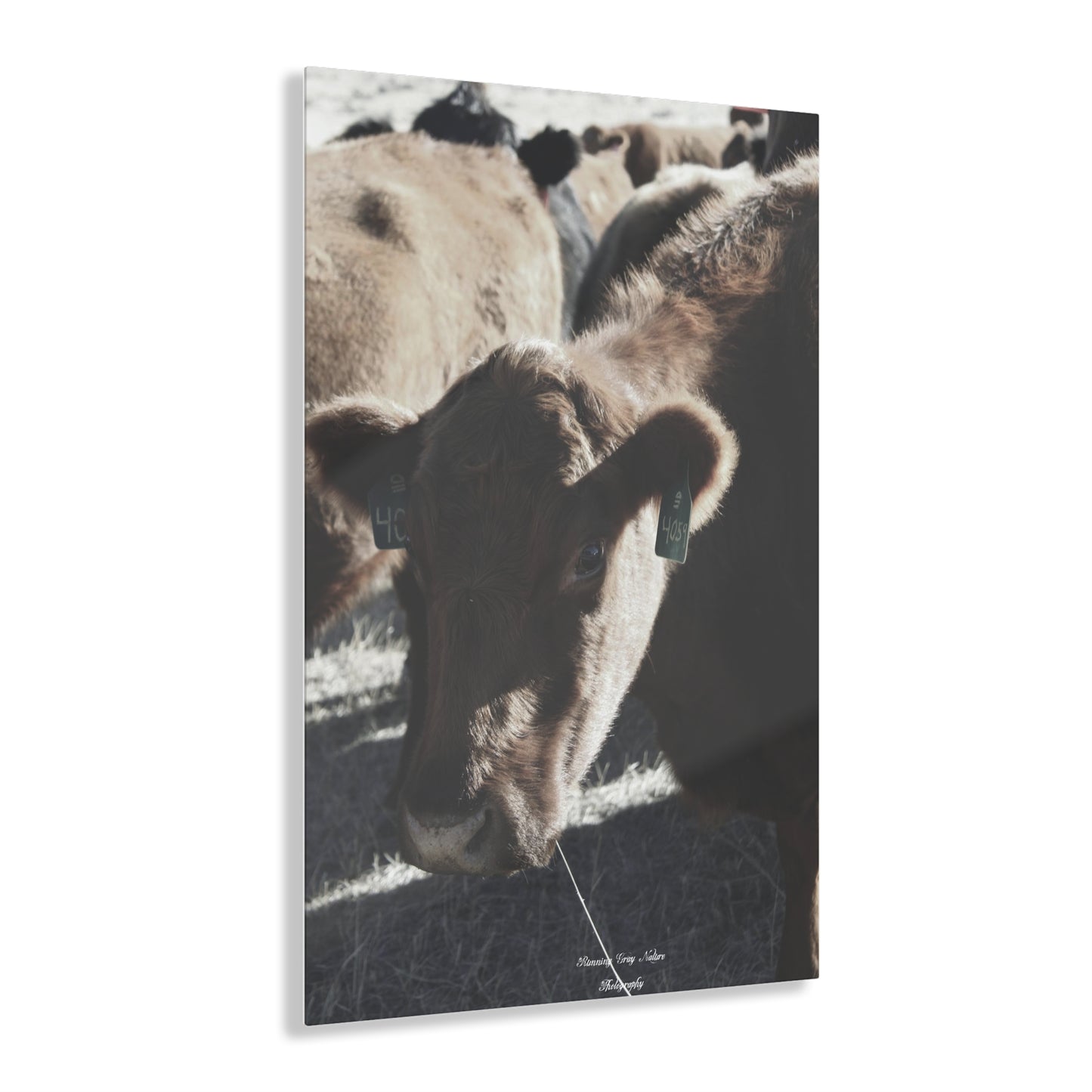 Momma Cow 4059 Acrylic Prints