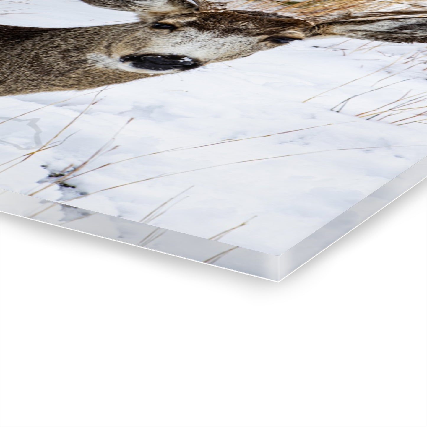 Deer Antlers in February Acrylic