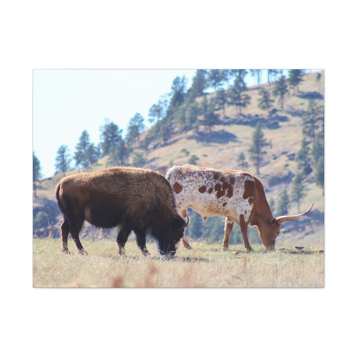 Long Horn and Buffalo Canvas