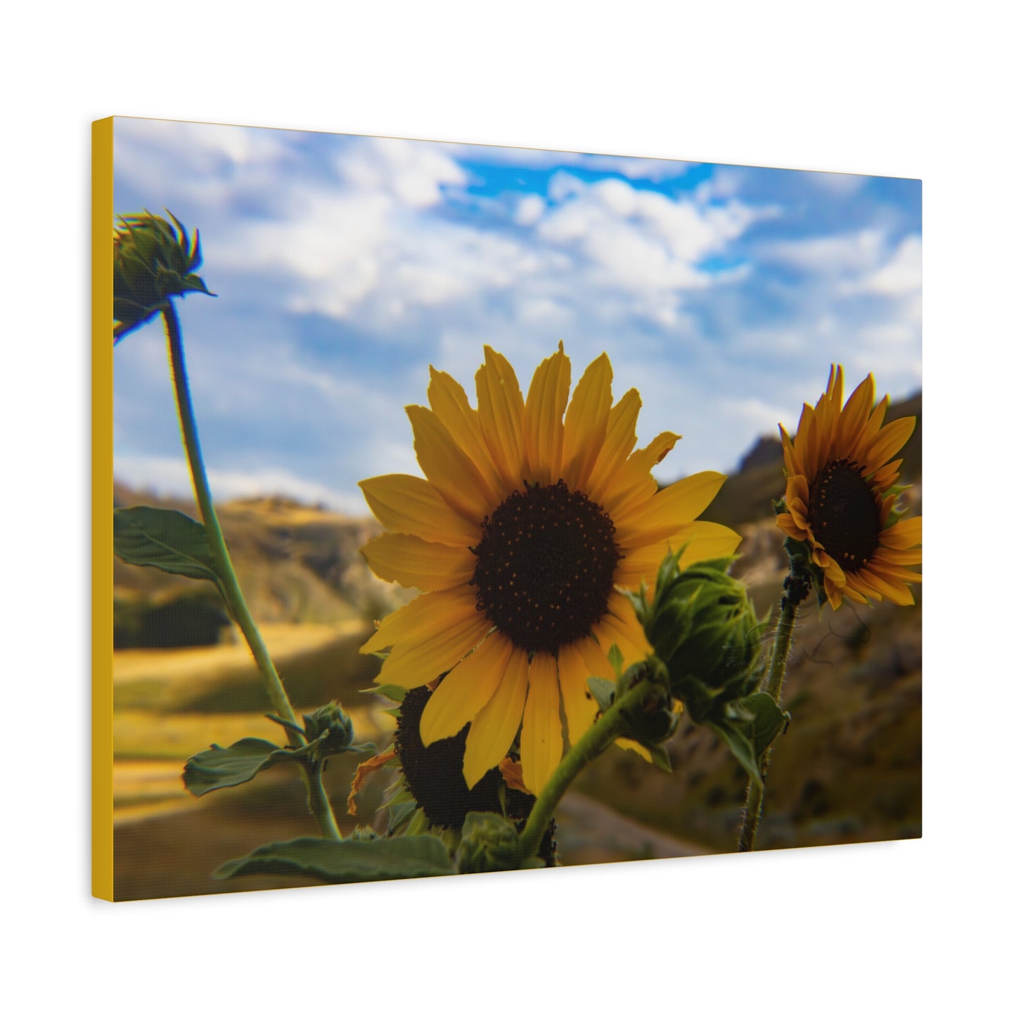 Sunflower Canvas