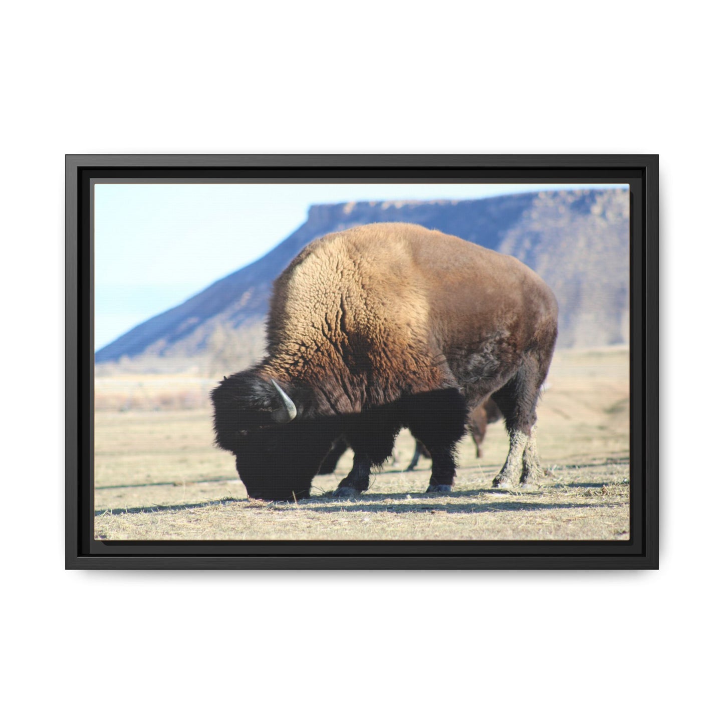 Big Daddy Buffalo Framed Canvas