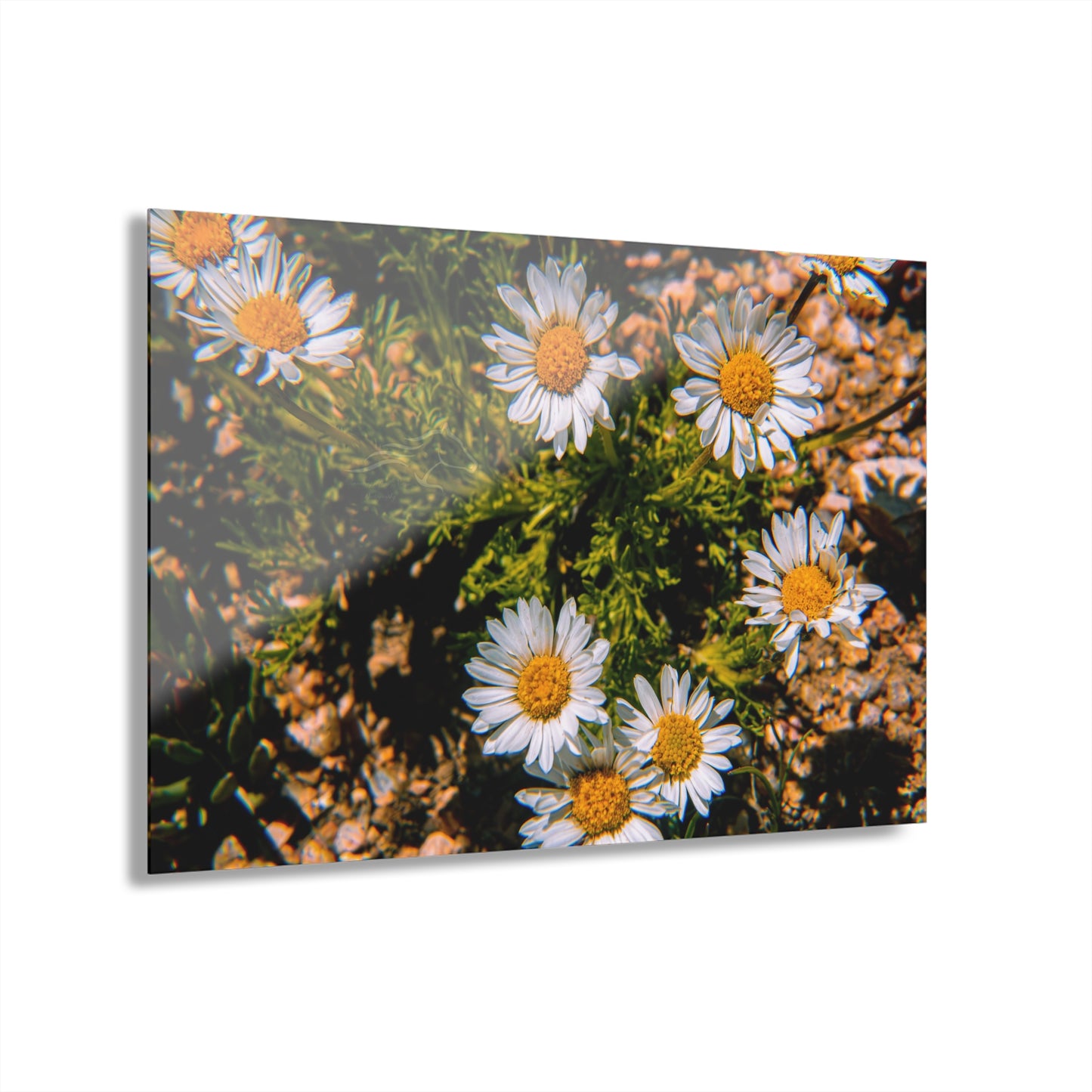Wild Daisy Acrylic