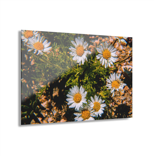 Wild Daisy Acrylic