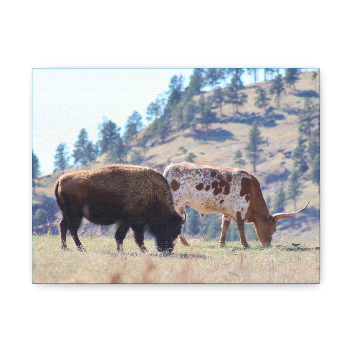 Long Horn and Buffalo Canvas