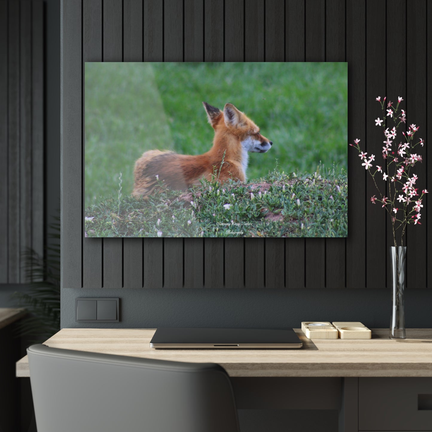 Red Tail Fox Acrylic Prints