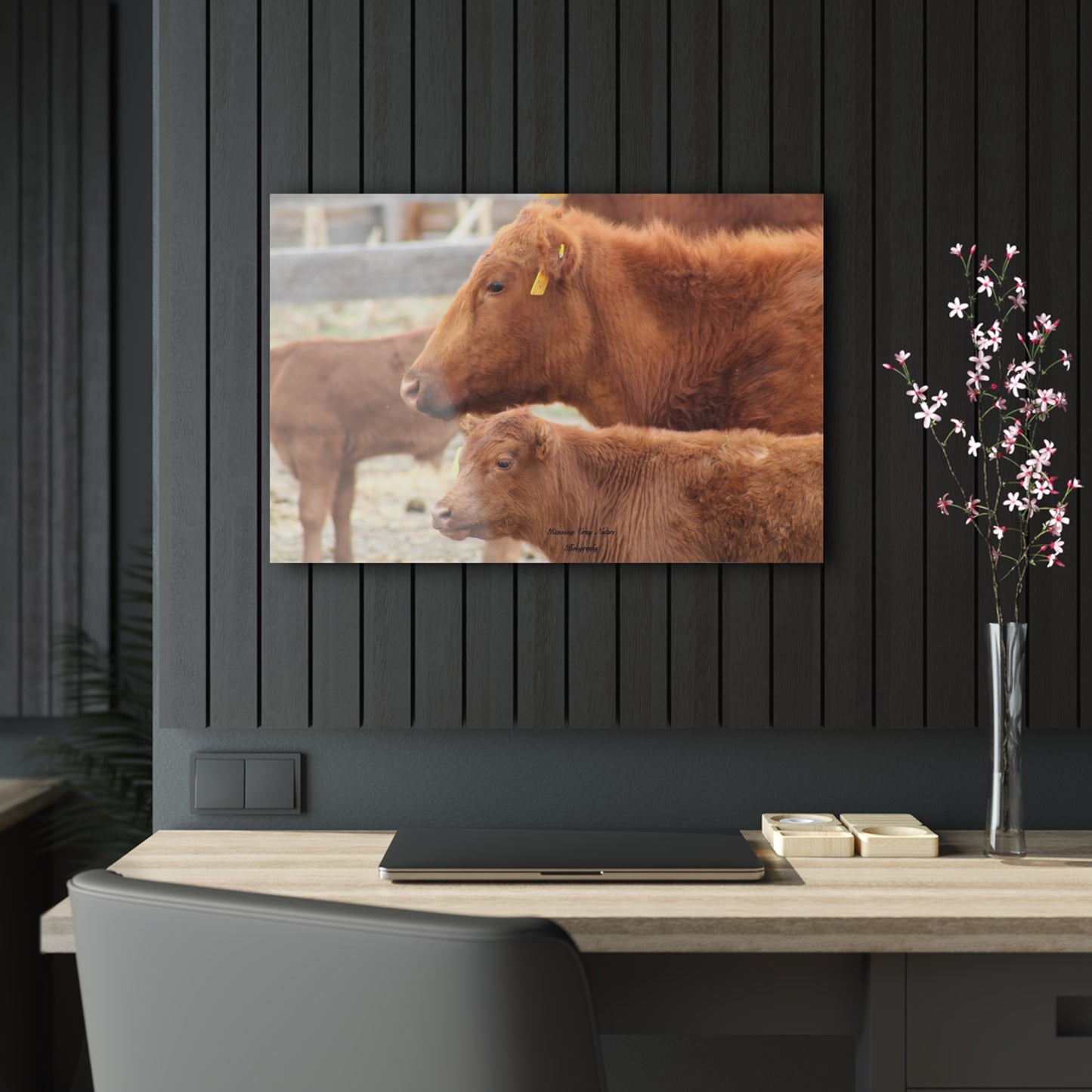 Momma and Baby Calf Acrylic Prints