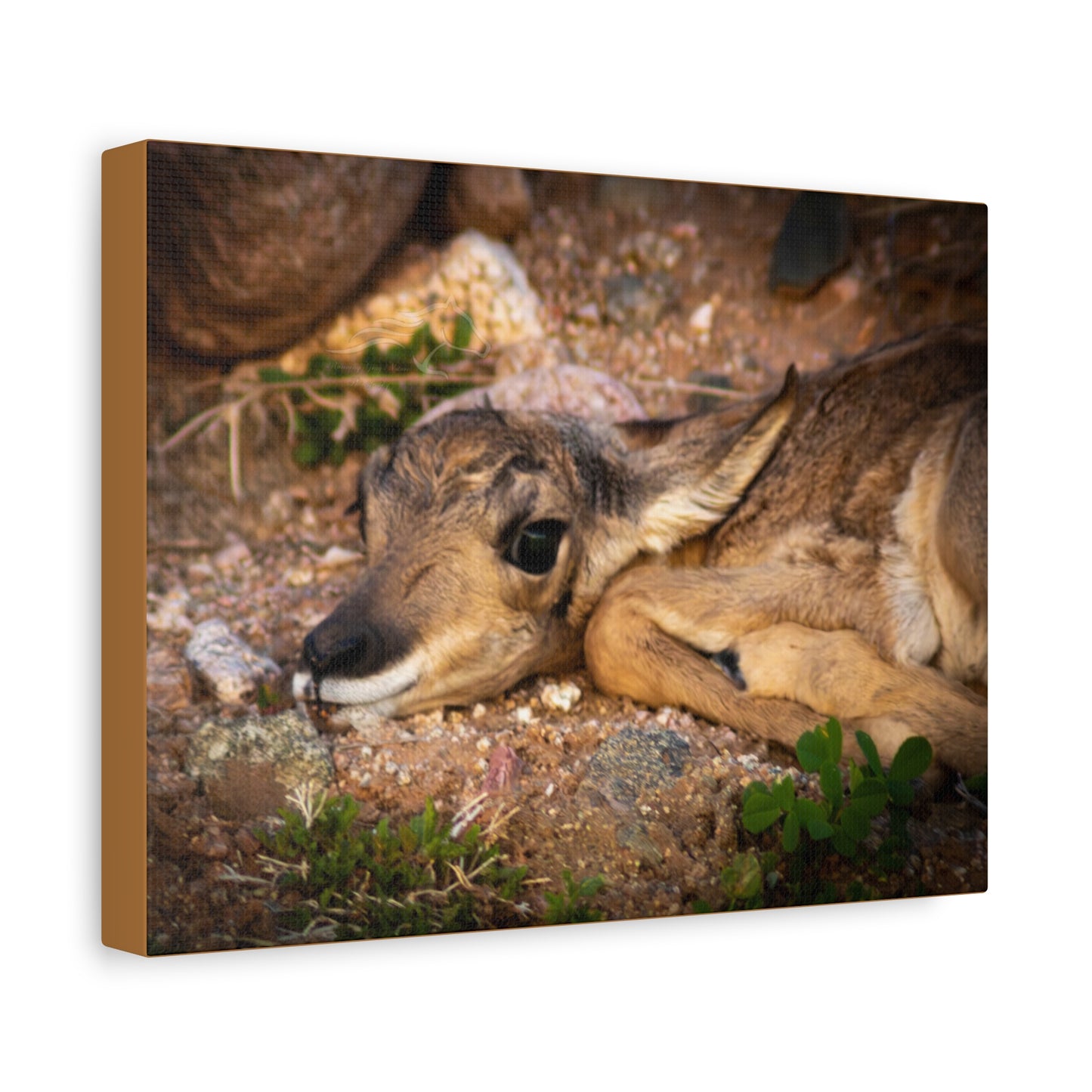 Baby Antelope Canvas