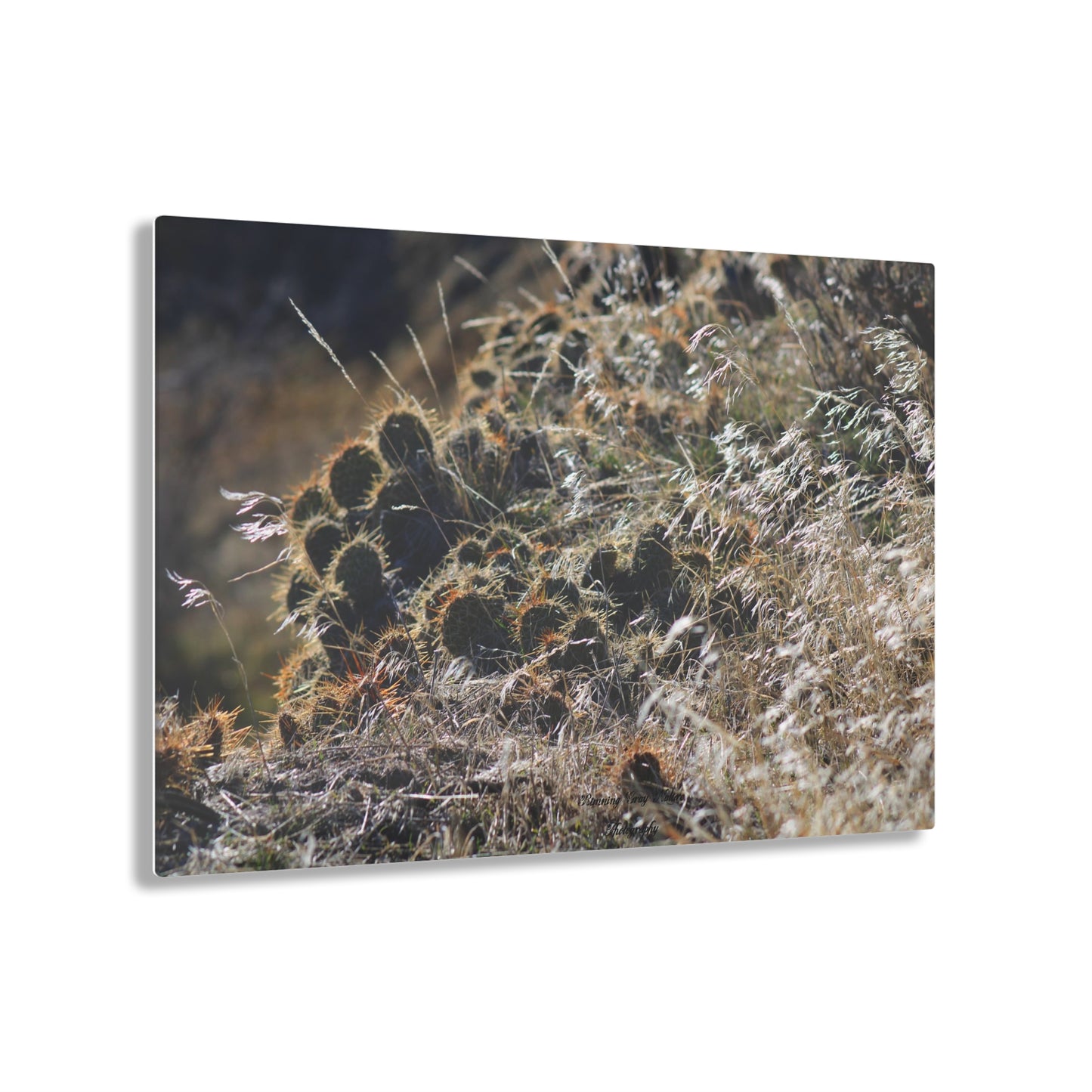 Cactus Acrylic Prints