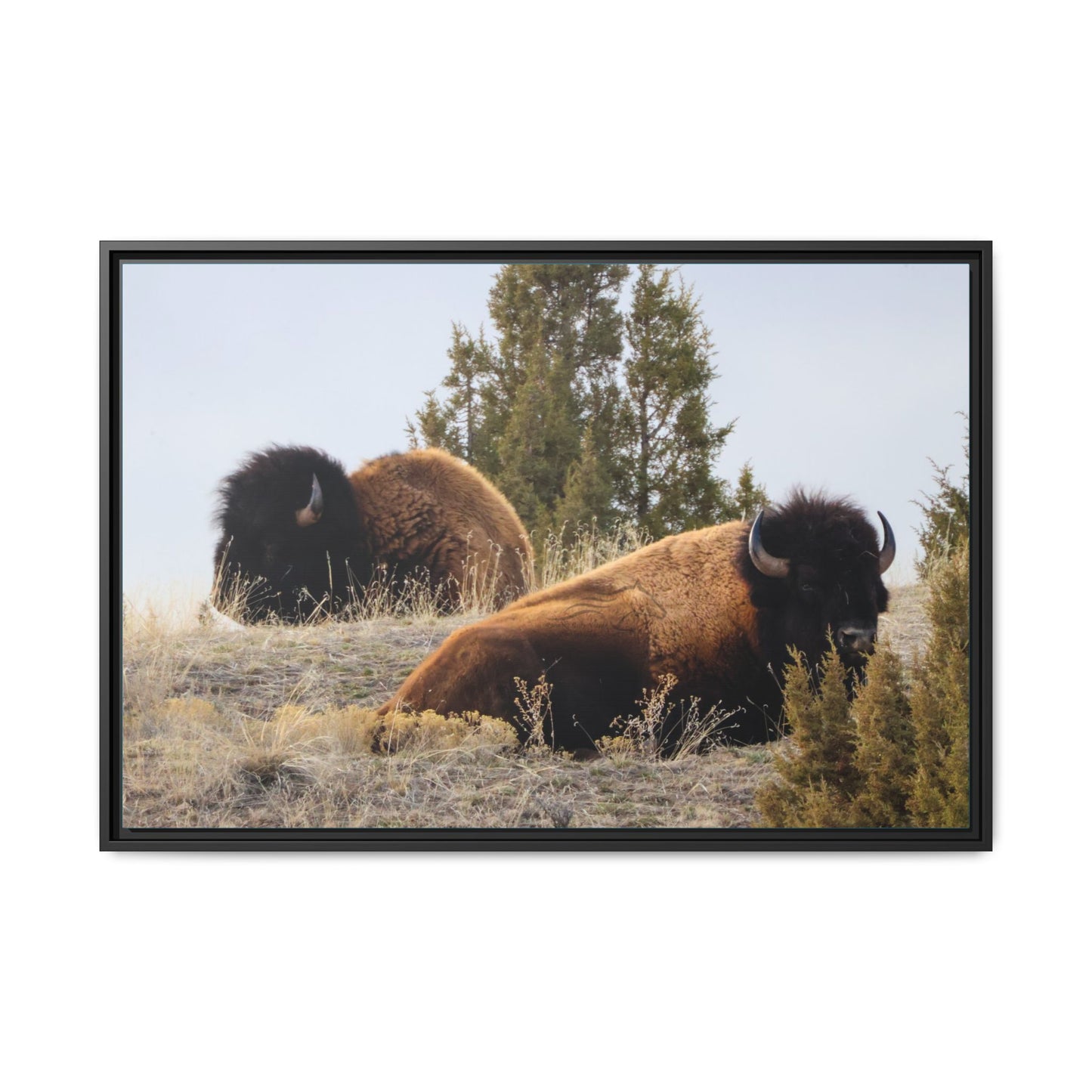 Two Bull Buffalo Framed Canvas