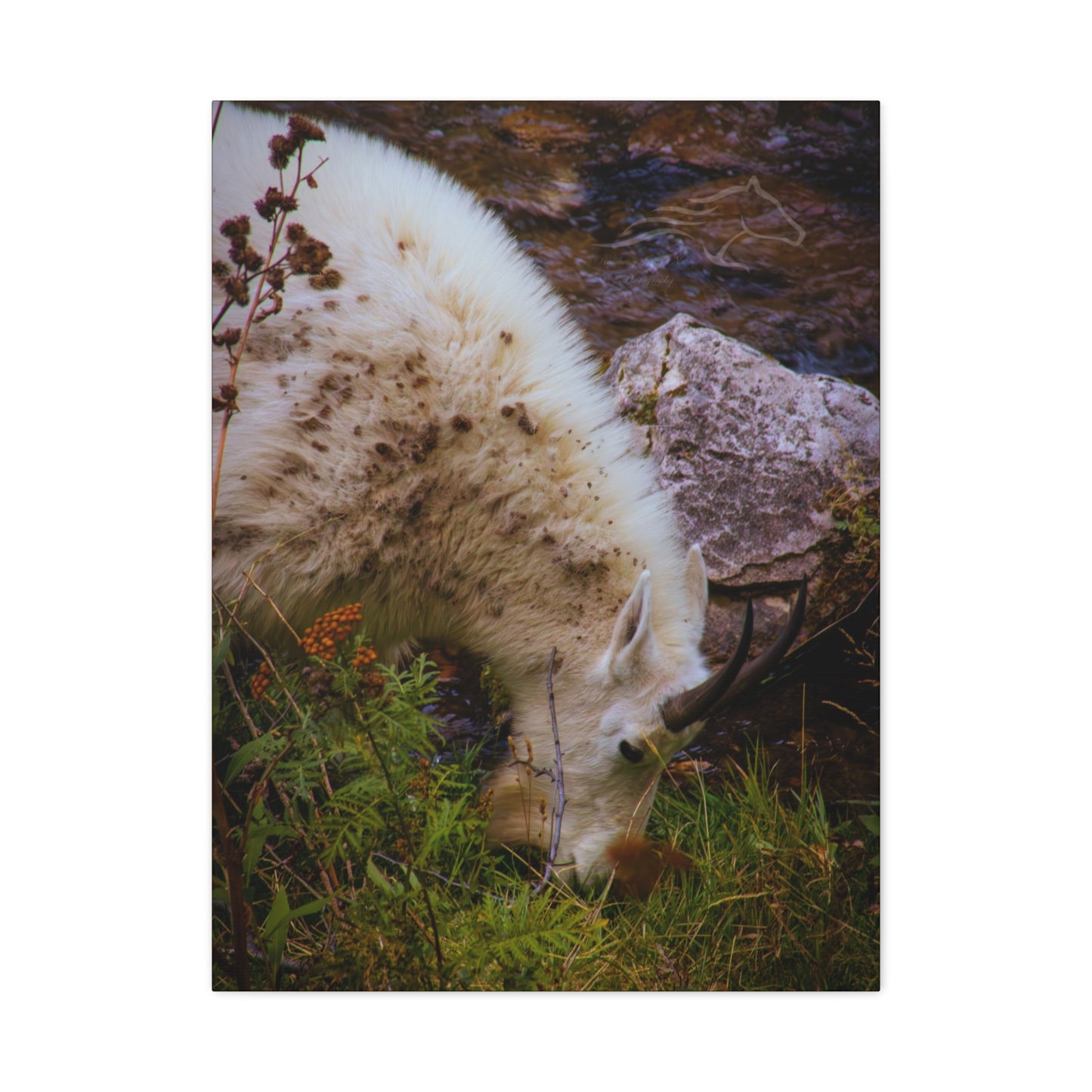 Mountain Goat Canvas