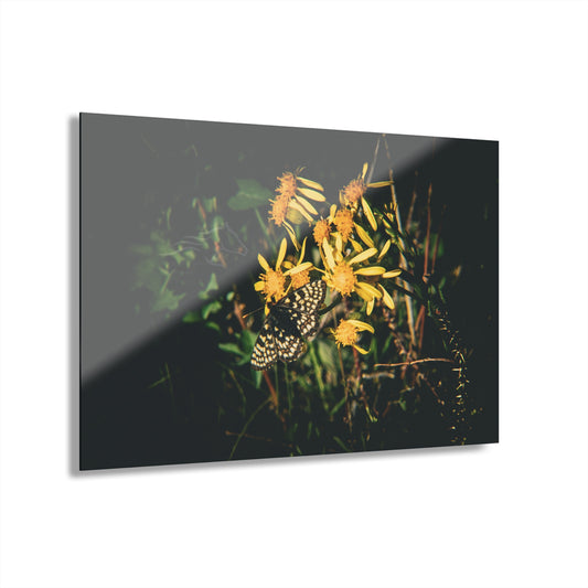 Checkerspot Butterfly Acrylic