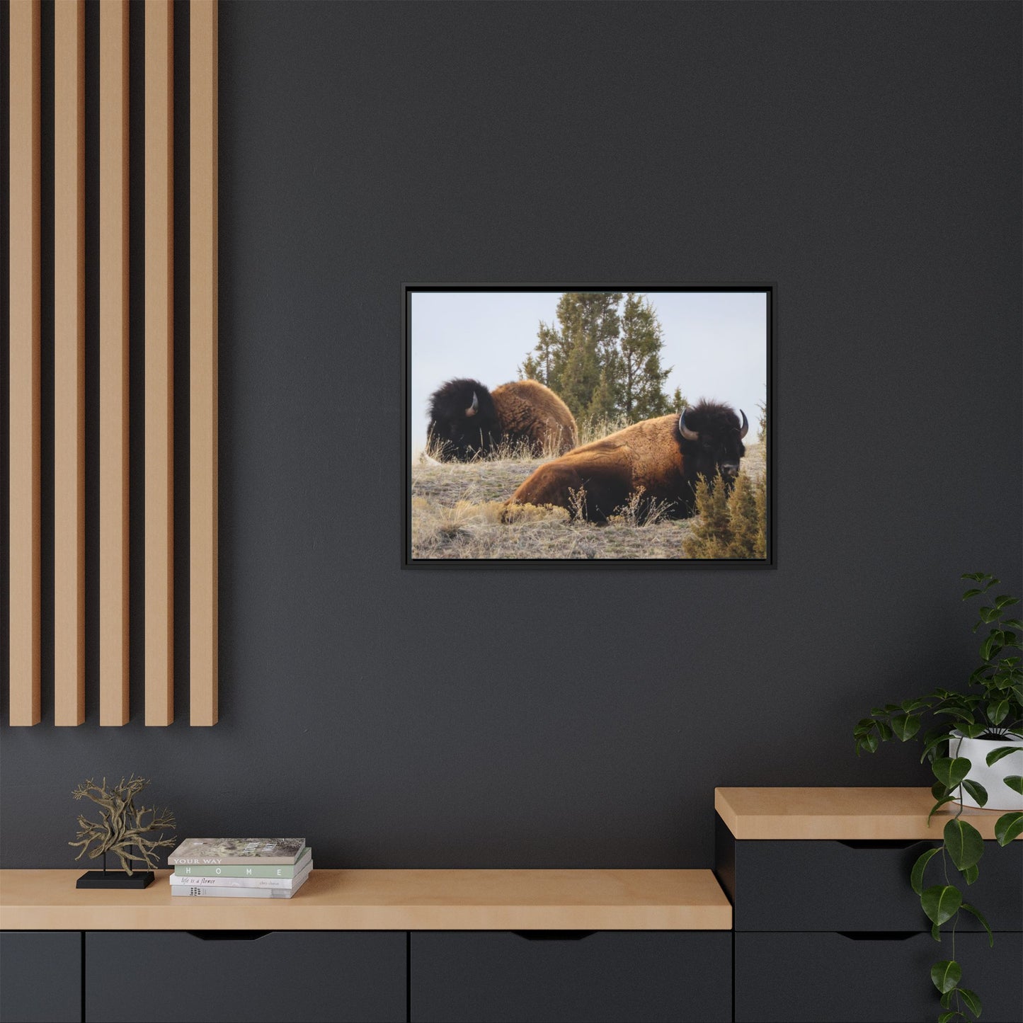 Two Bull Buffalo Framed Canvas