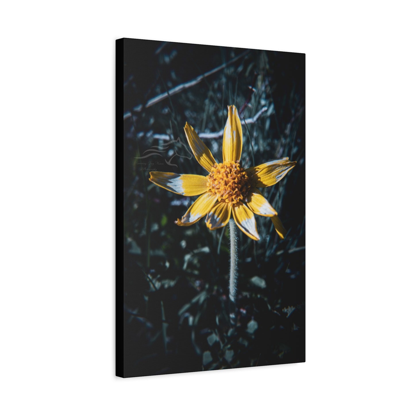 Parish's Goldeneye Canvas